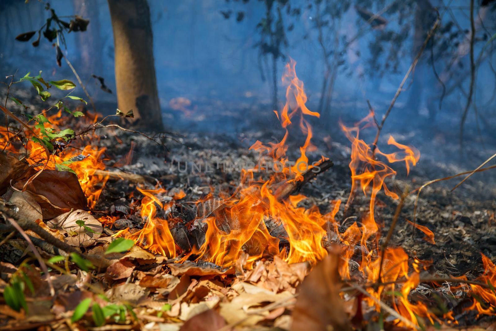 Rain forest fire disaster is burning caused by humans