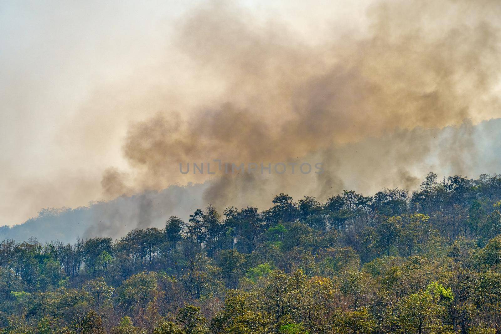 Amazon rain forest fire disaster is burning caused by humans