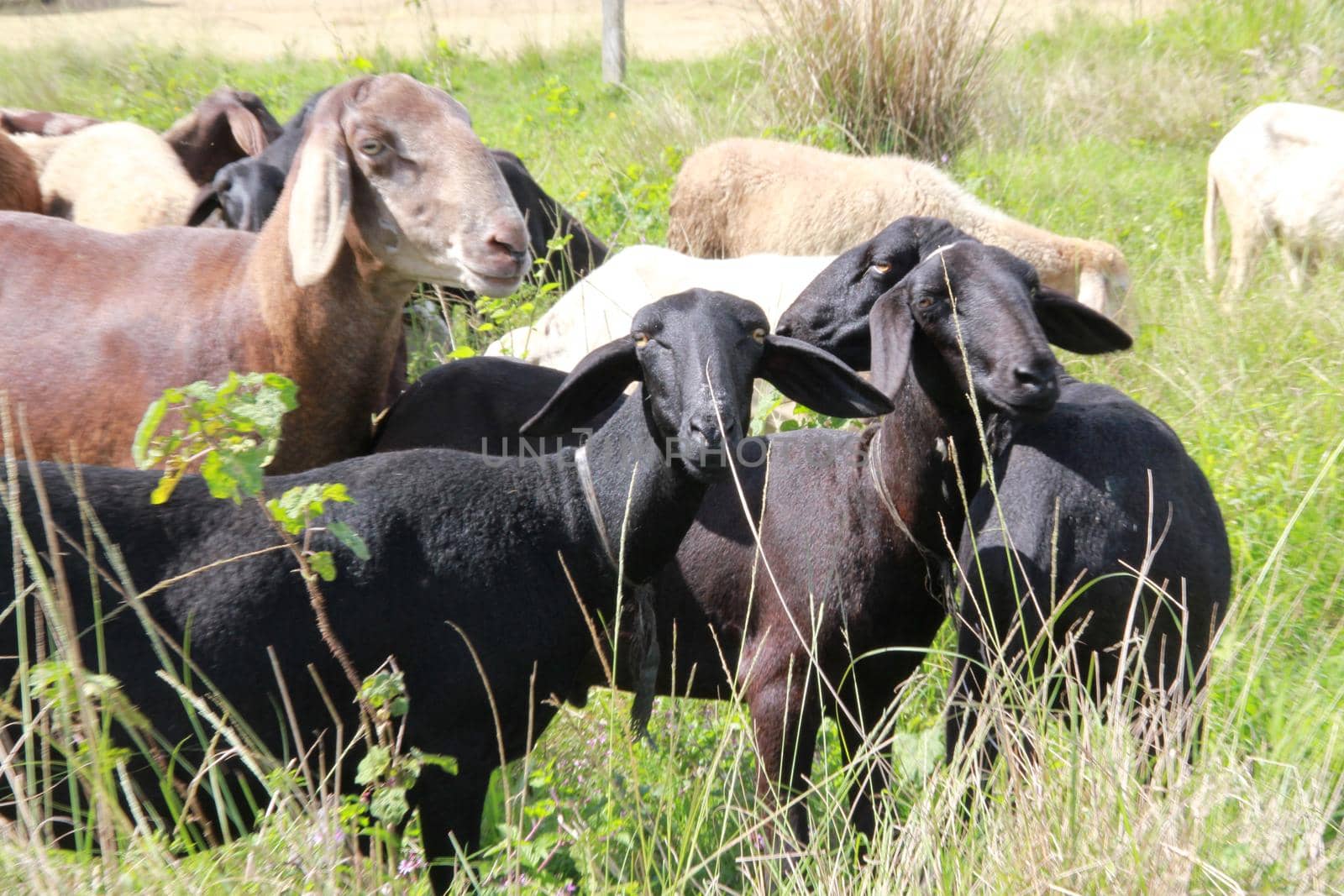 sheep breeding in bahia by joasouza