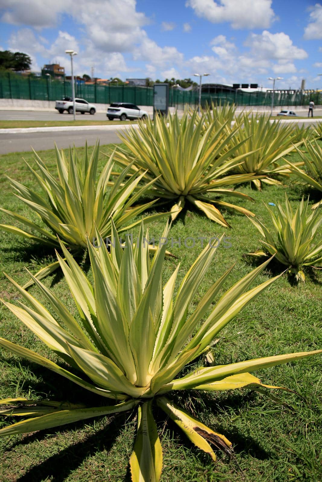 agave angustifolia plant by joasouza