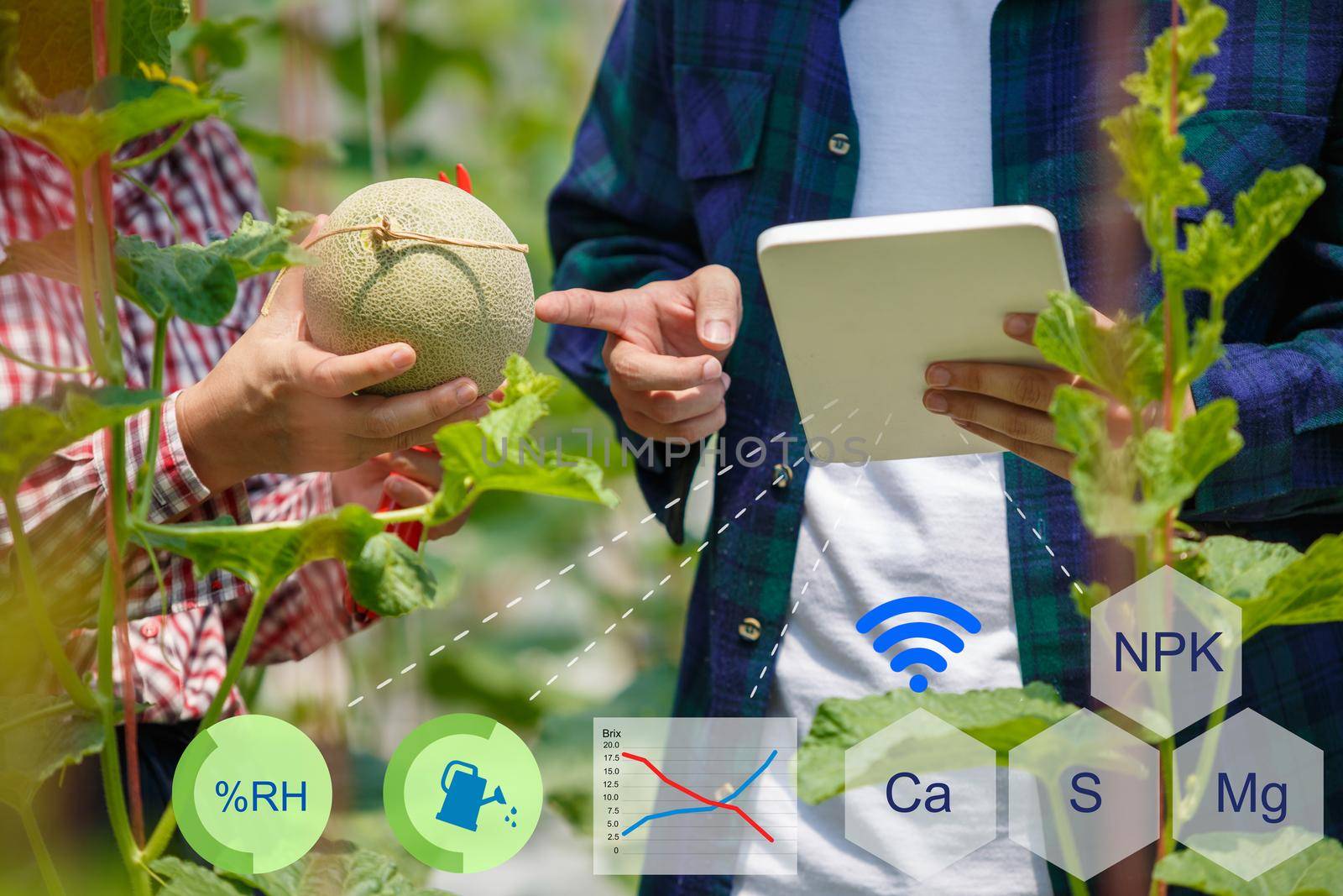 Smart farm, Farmer using tablet computer control agricultural system in green house brfore harvest.