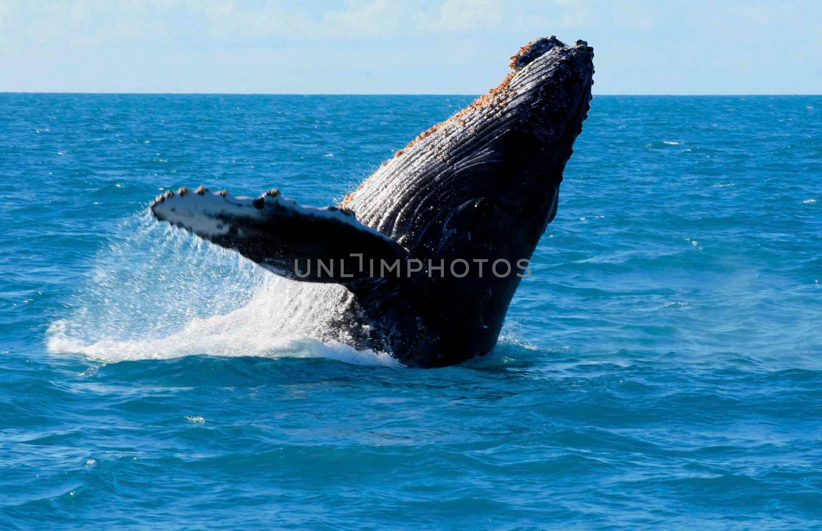 caravelas, bahia / brazil - october 10, 2012: Humpback whale is seen during jumping in the sea in the Caravelas region, southern Bahia.