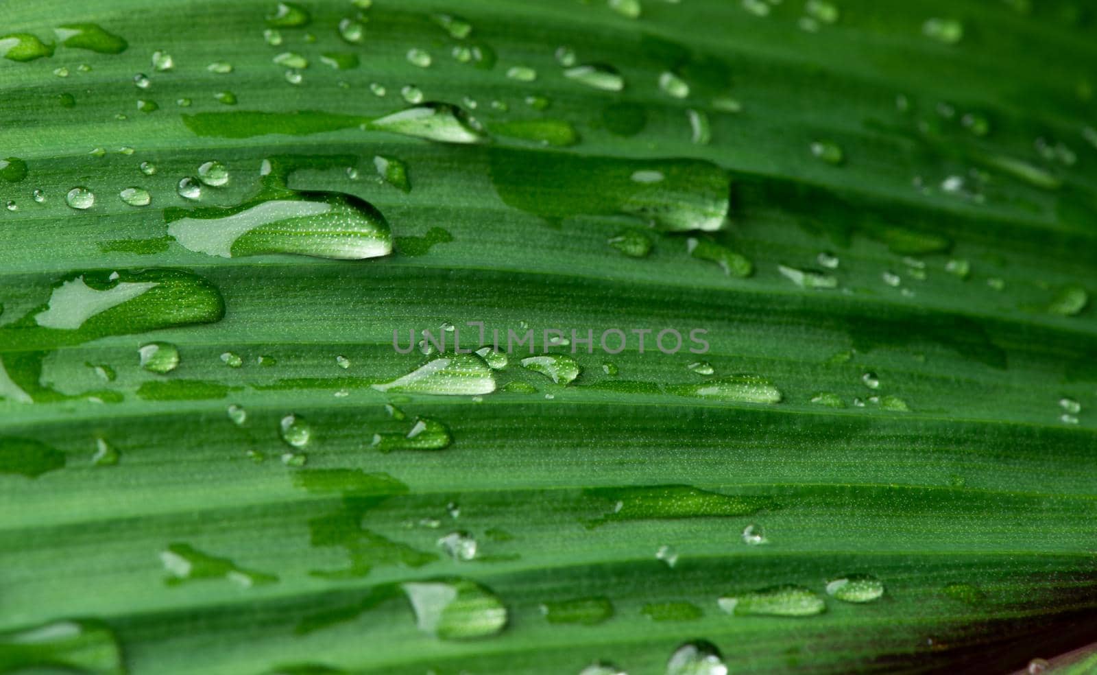 close-up water drop on lush green foliage after rainning.