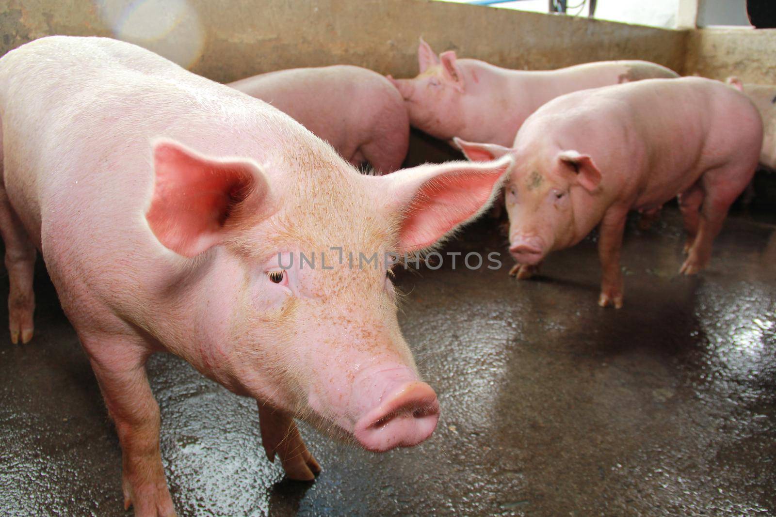 itabuna, bahia / brazil - june 15, 2012: Pig breeding farm in the city of Itabuna.