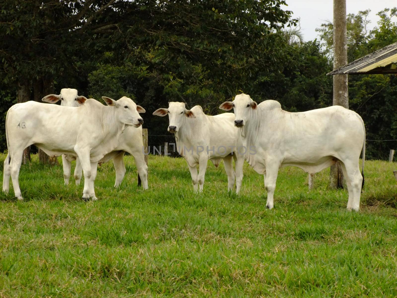 itabela, bahia / brazil - october 19, 2010: breeding of Nelore cattle on a farm in the city of itabela, in southern Bahia.

