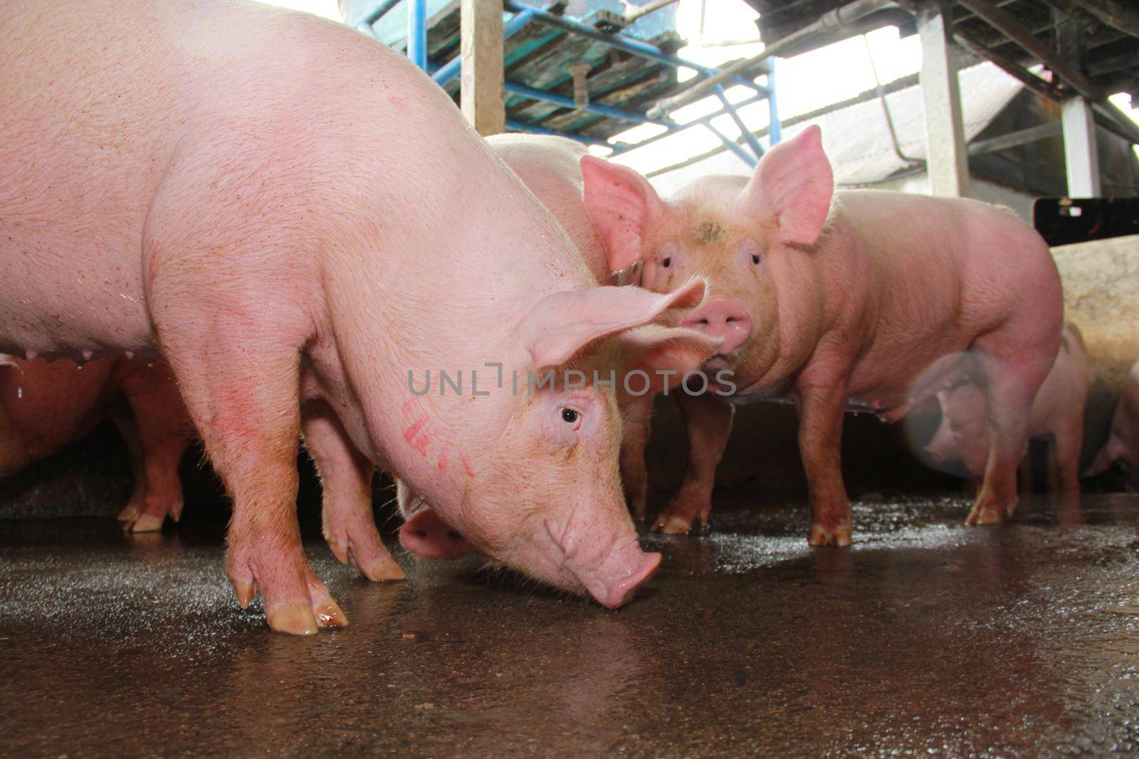 itabuna, bahia / brazil - june 15, 2012: Pig breeding farm in the city of Itabuna.