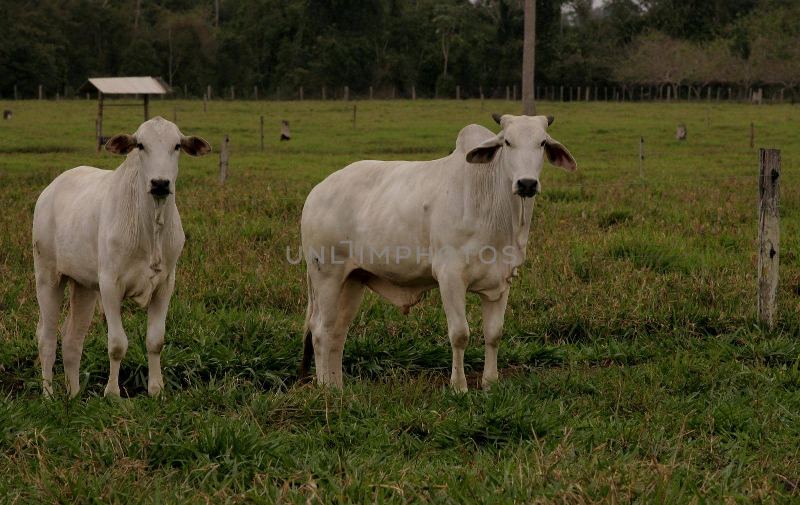 cattle breeding in bahia by joasouza