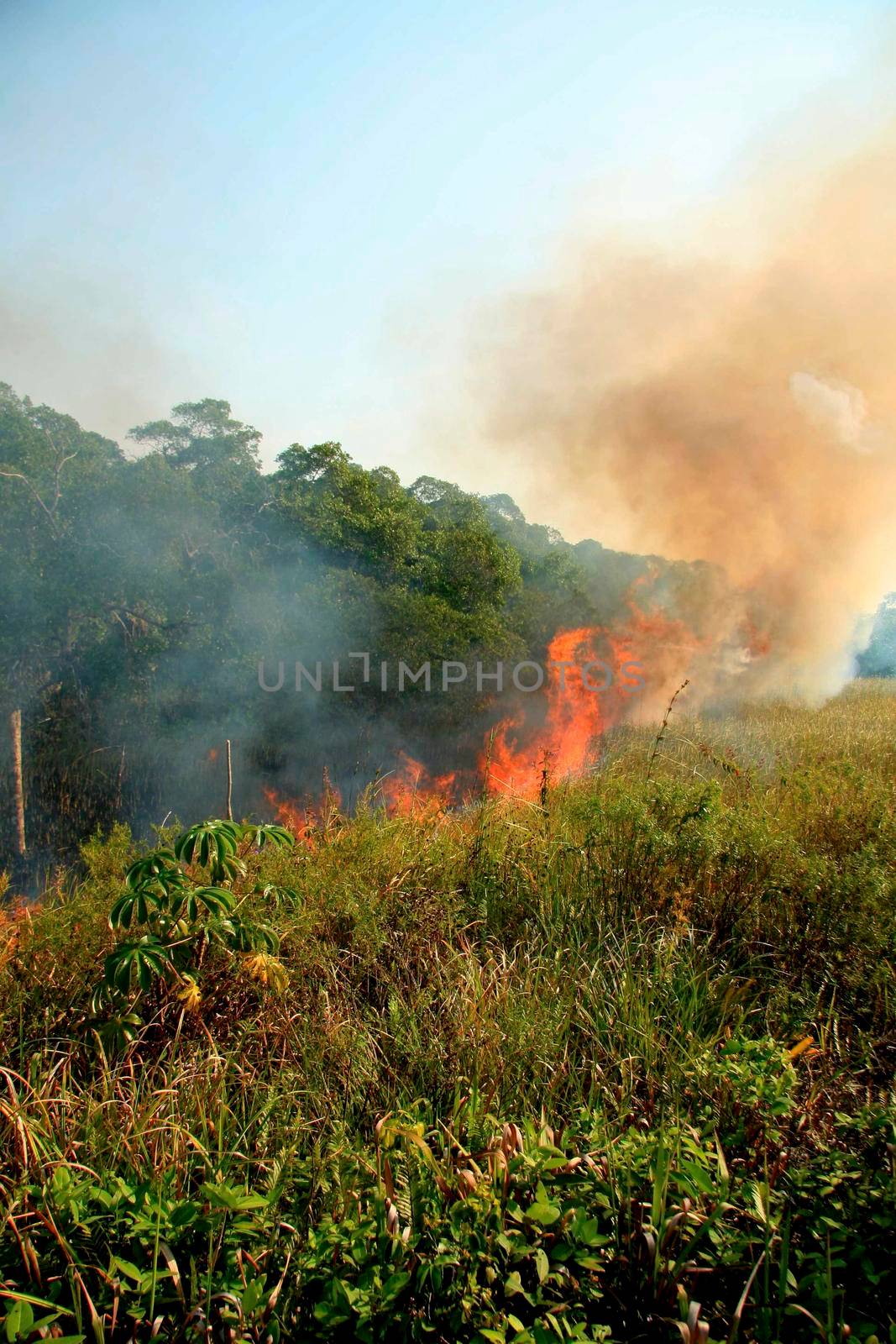 santa cruz cabralia - november 10, 2008: Fire destroys vegetation in environmental protection area is seen in Santo Andre district.