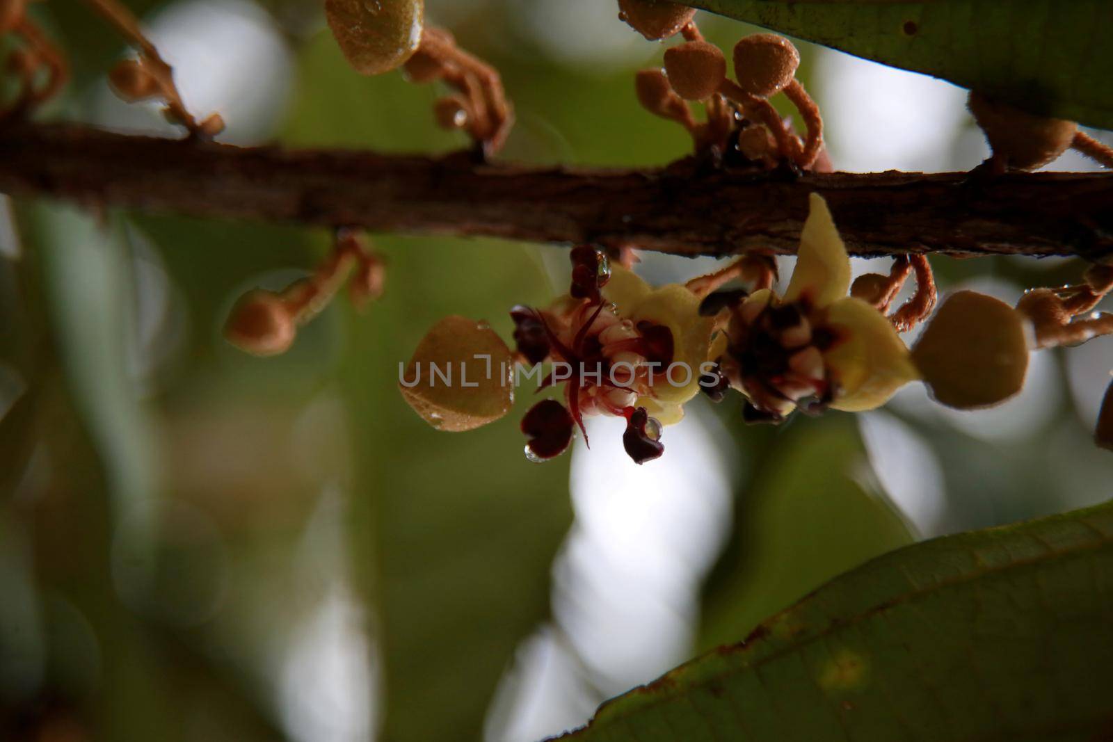 mata de sao joao, bahia / brazil - october 18, 2020: cupuacu tree flowers on a farm in the rural area of Mata de Sao Joao.

