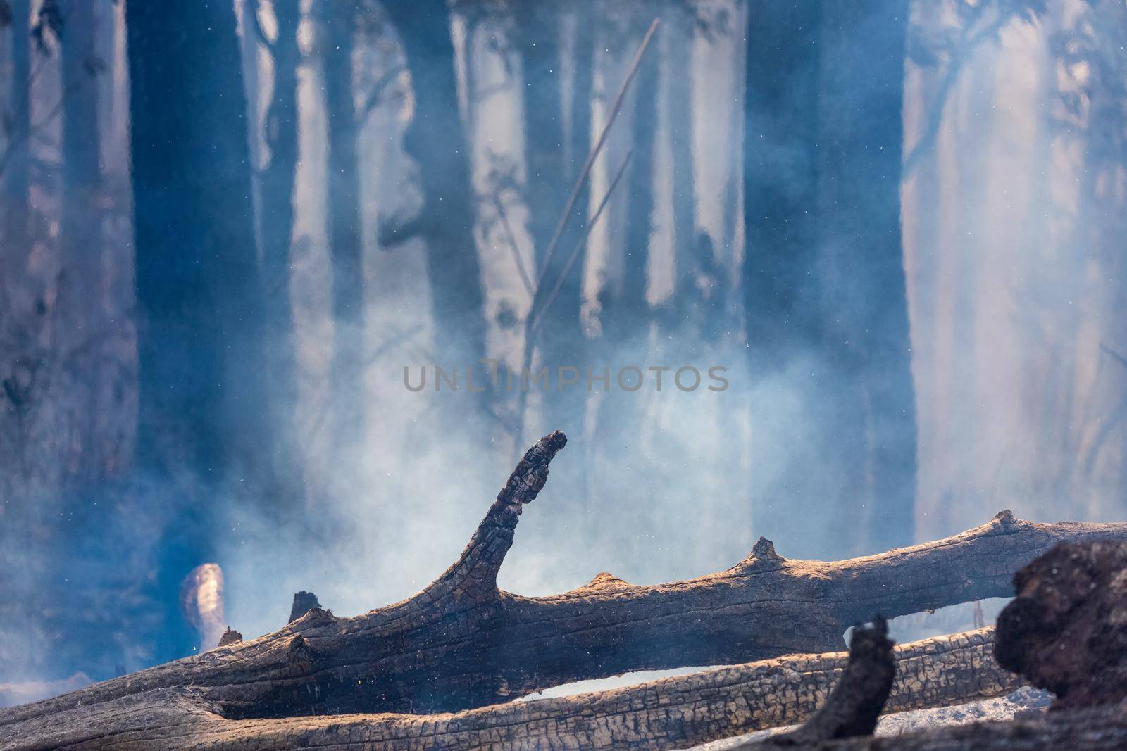 After forest fire disaster is burning caused by humans