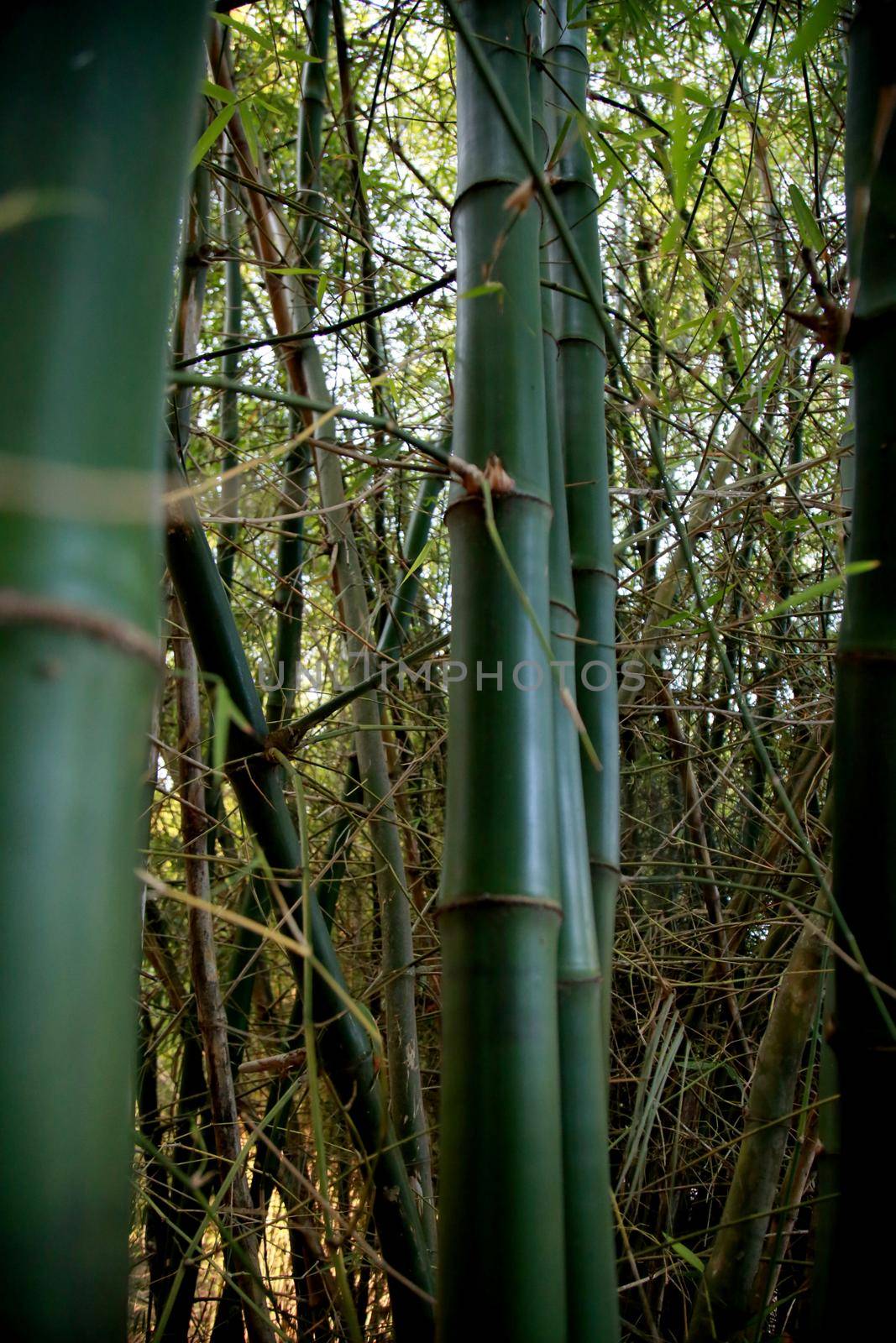 mata de sao joao, bahia / brazil - september 23, 2020: bamboos are seen at the entrance to the district of Sauipe in the municipality of Mata de Sao Joao.