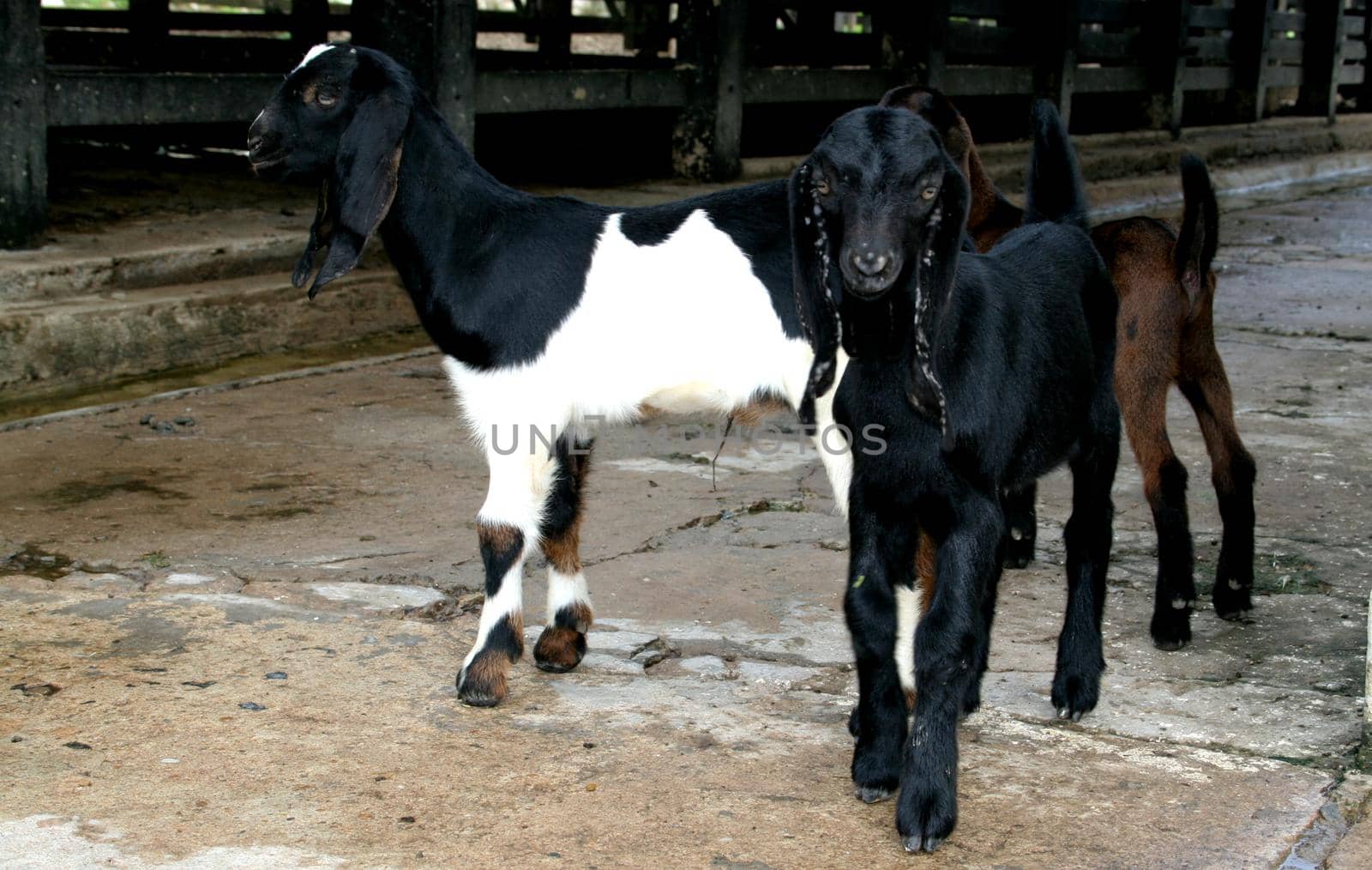 conde, bahia / brazil - may 13, 2007: goats are seen on a farm in the city of Conde.

