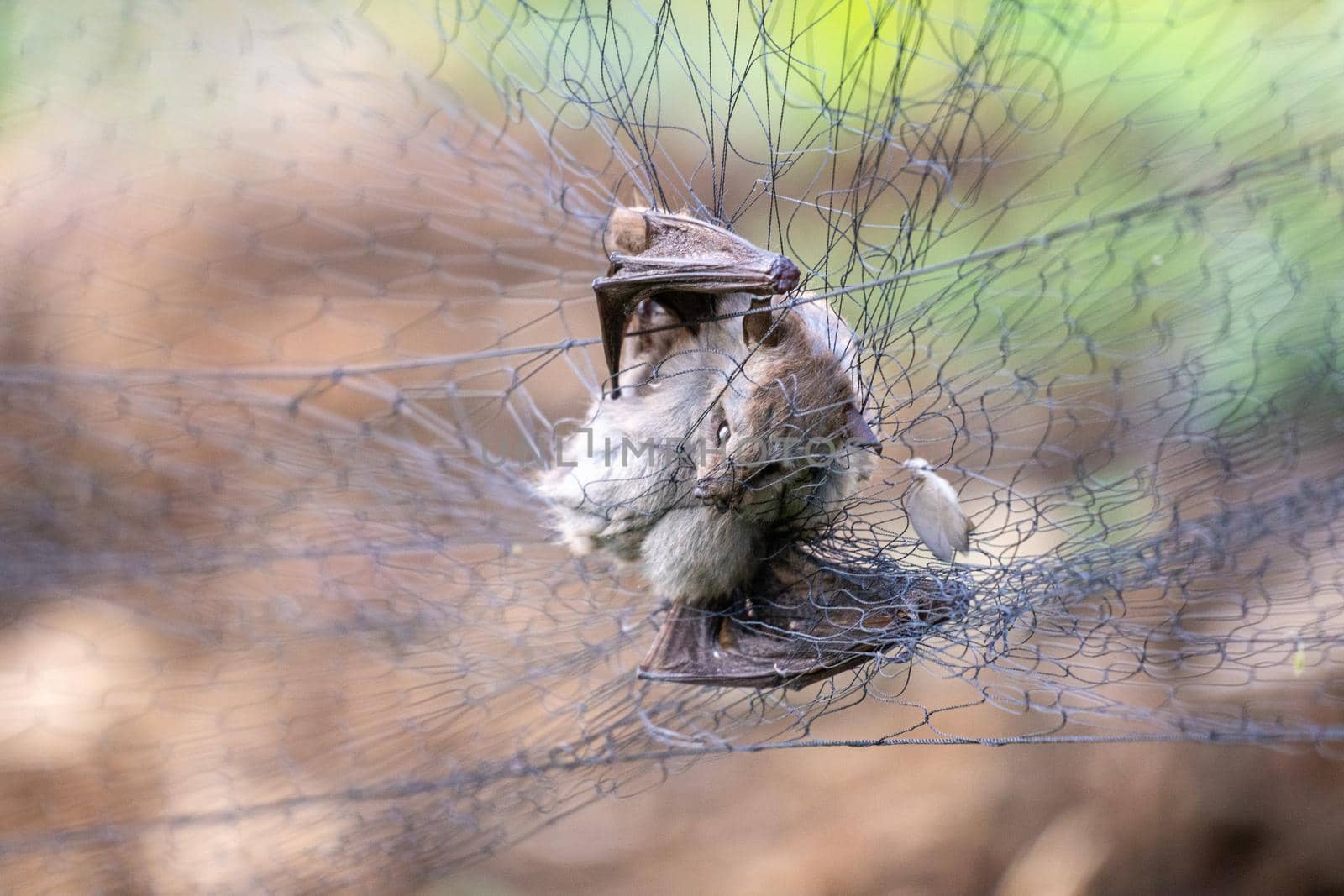 Bats, the source of so many viruses, could be the origin of Wuhan coronavirus. by toa55