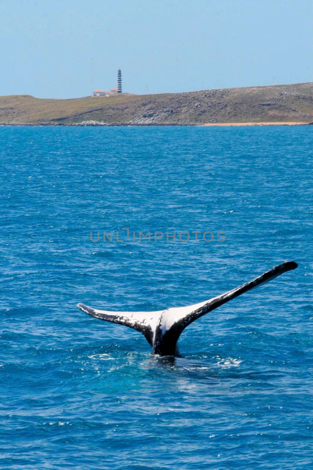 caravelas, bahia / brazil - october 10, 2012: humpback whale tail is seen in the sea in the caravelas region, southern Bahia.

