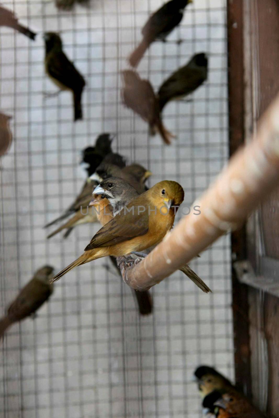 eunapolis, bahia / brazil - february 18, 2008: wild birds seized by Ibama are seen during treatment in the city of Eunapolis.