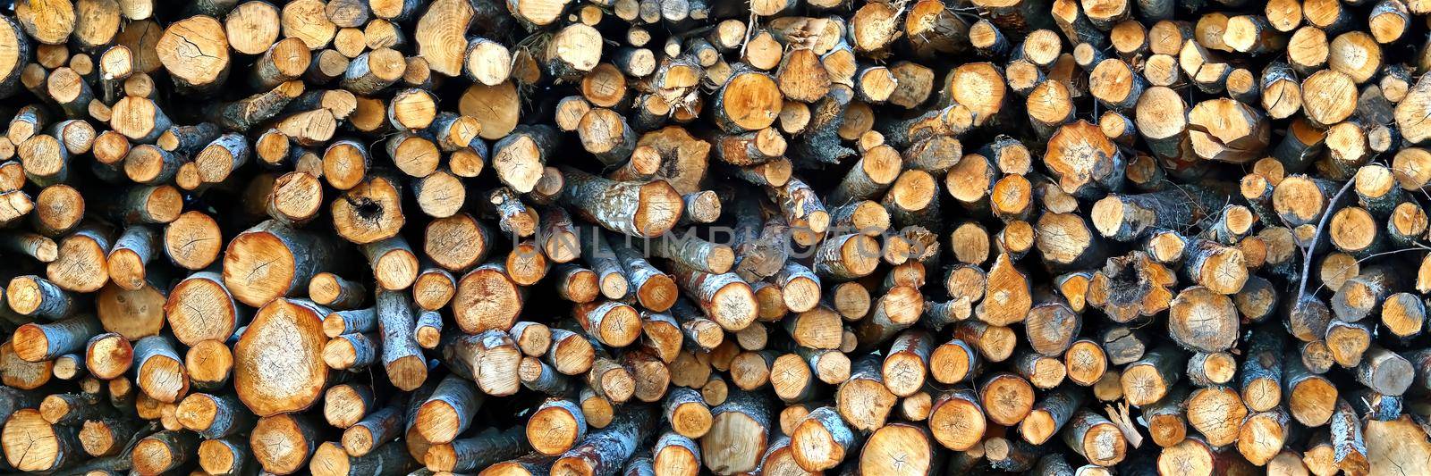 Logging industry. cut trees are stacked. logs before sawing into boards. tree cut panorama, banner