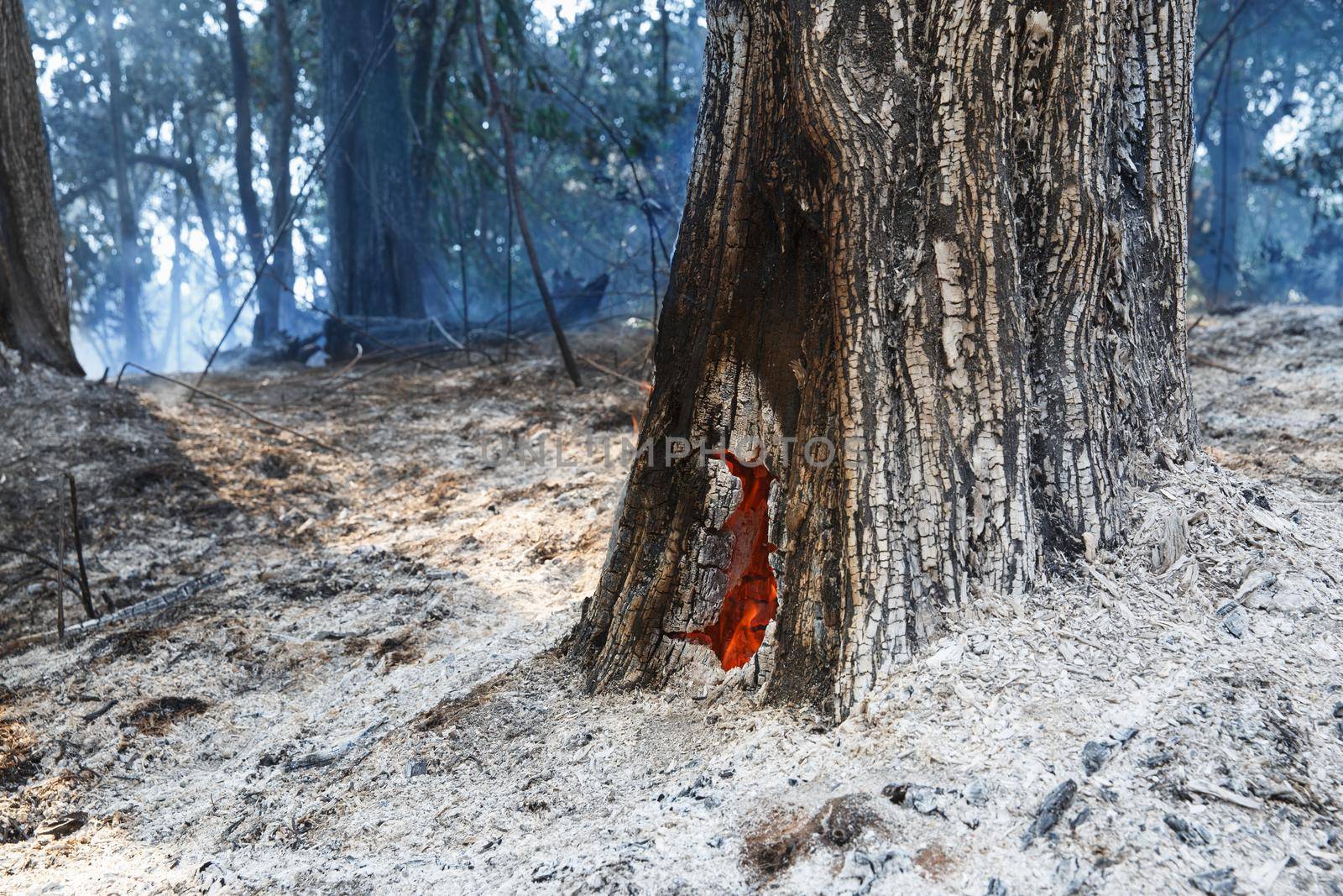 fire still burns inside tree after bushfire by toa55