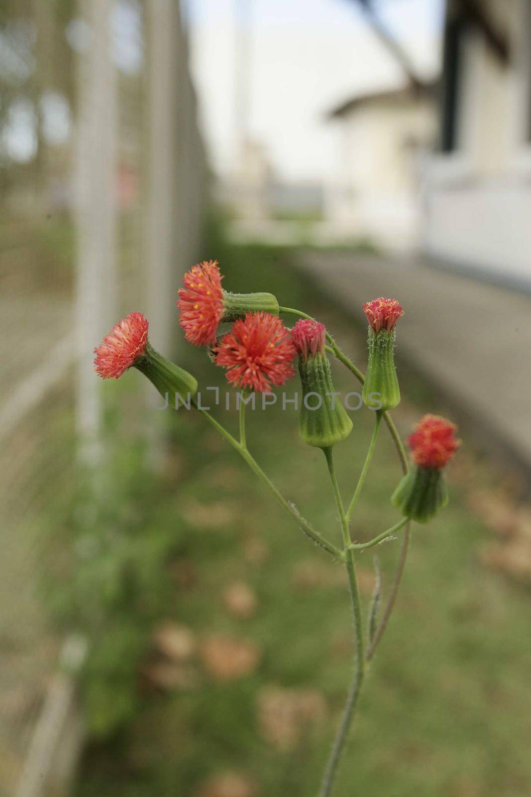 salvador, bahia / brazil - september 18, 2009: Flowers announce the arrival of spring in the city of Salvador.