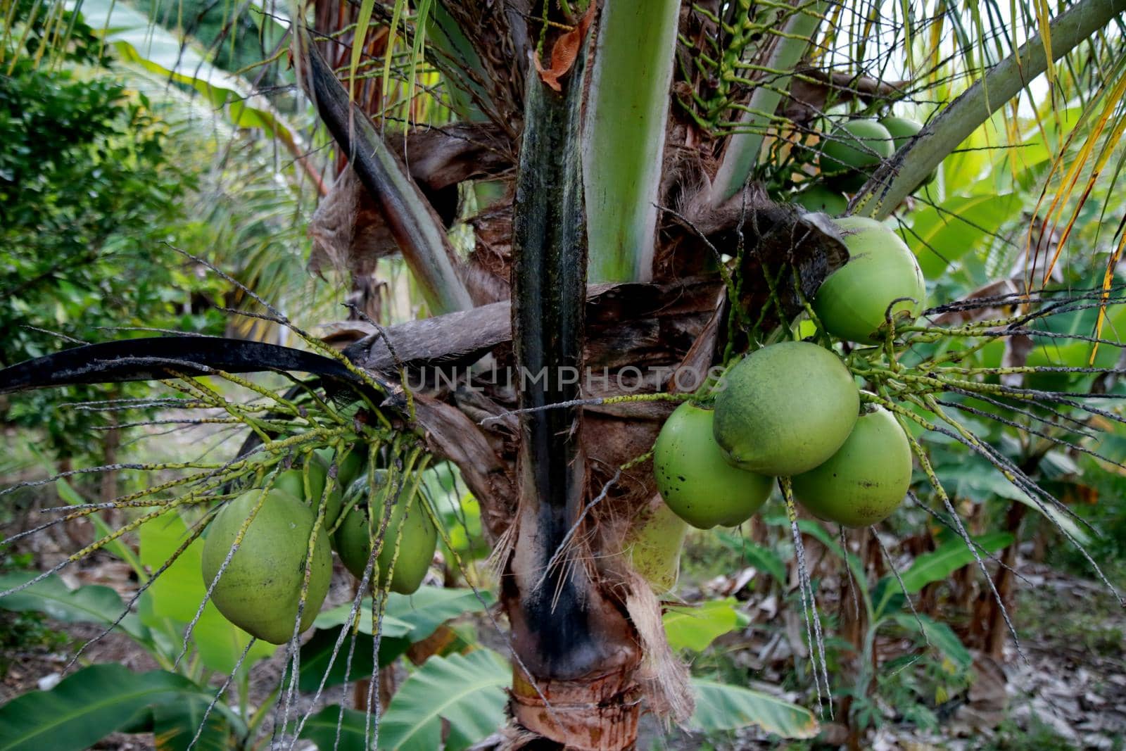 coconut plantation in bahia by joasouza