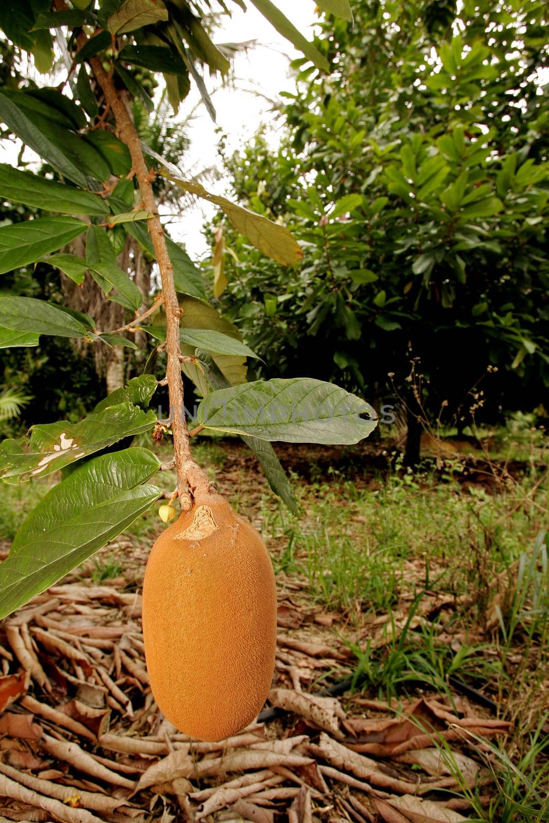 porto seguro, bahia / brazil - october 15, 2010: cupuacu plantation in a farm in the city of Porto Seguro. The fruit is used for pulp extraction.