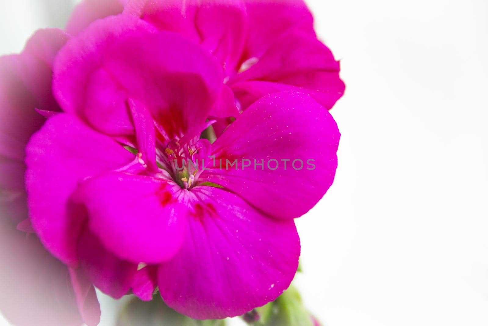 Geranium flower in pink with green leaves. No people