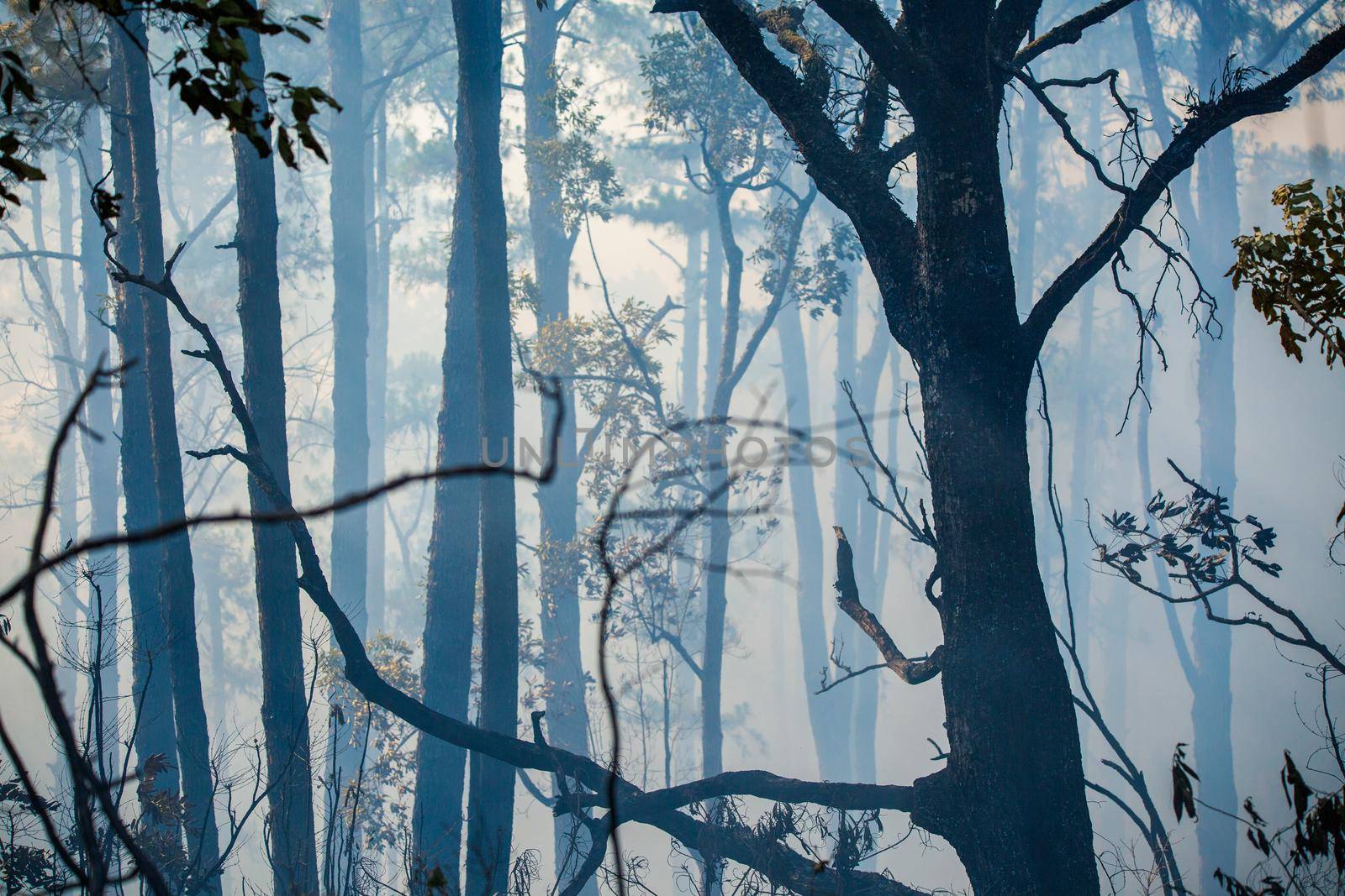 After rain forest fire disaster is burning caused by humans