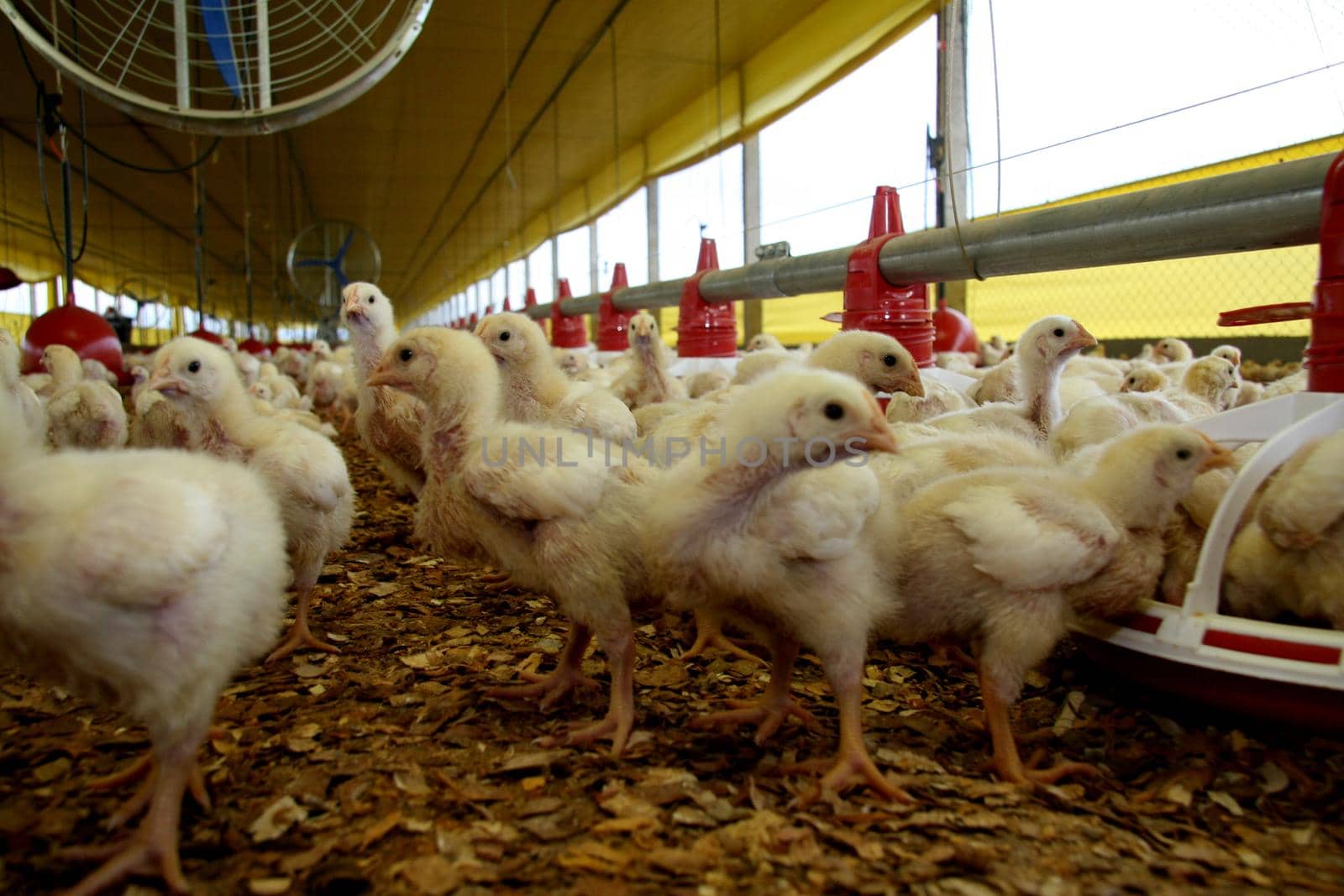 eunapolis /, bahia / brazil - december 18, 2007: poultry farming in the city of Eunapolis.