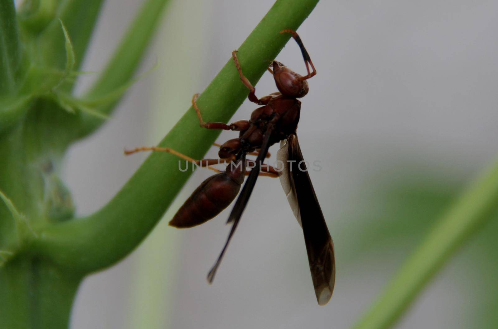 salvador, bahia / brazil - december 21, 2013: wasp insect is seen on a plant in the city of Salvador


