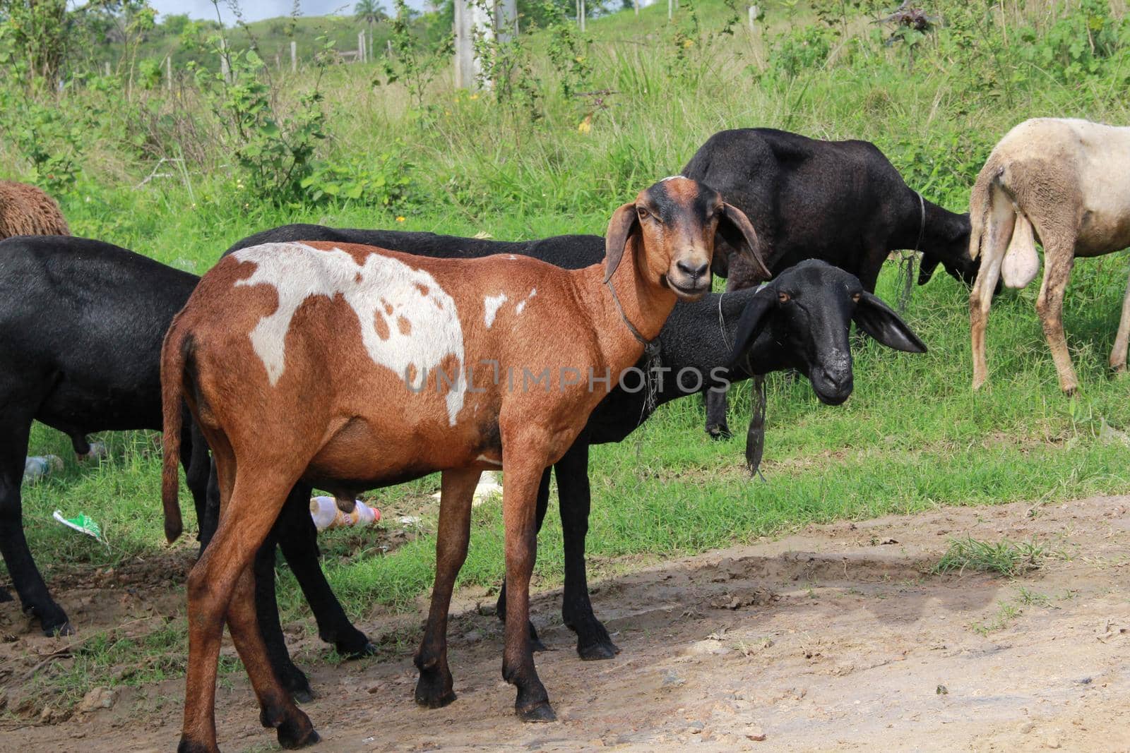 itabuna, bahia / brazil - june 15, 2012: sheep breeding on a farm in the city of Itabuna.