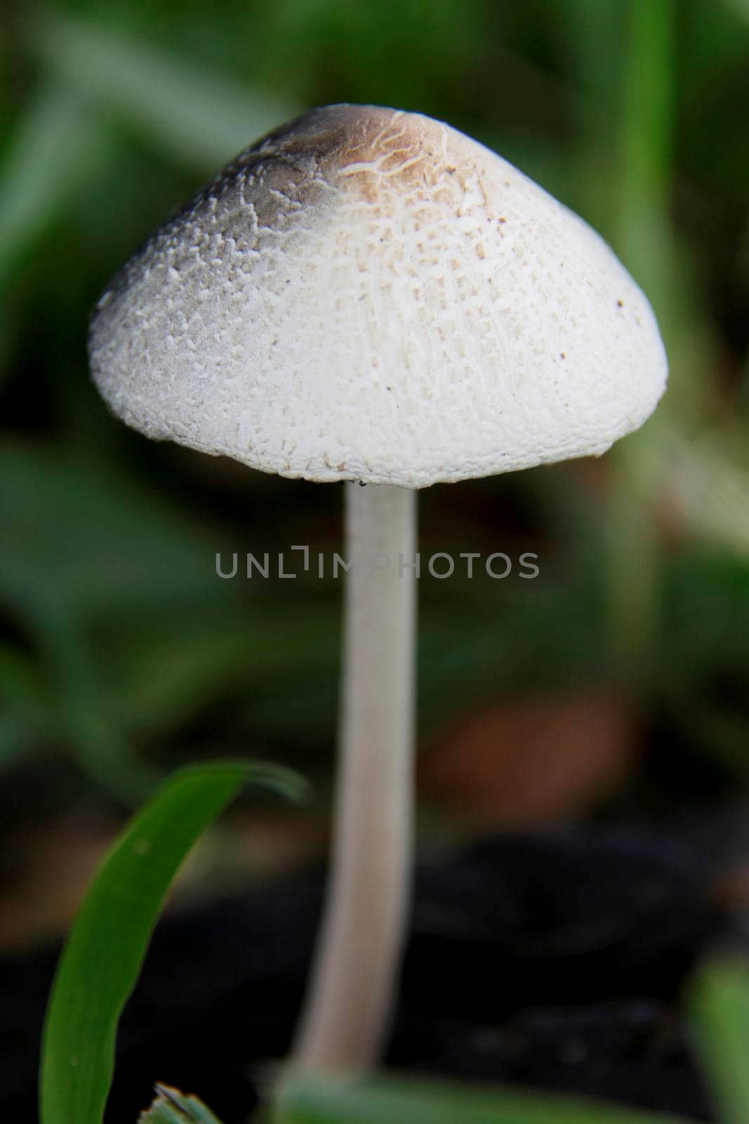 salvador, bahia / brazil - december 24, 2014: Mushroom fungus is seen in a garden in the city of Salvador.