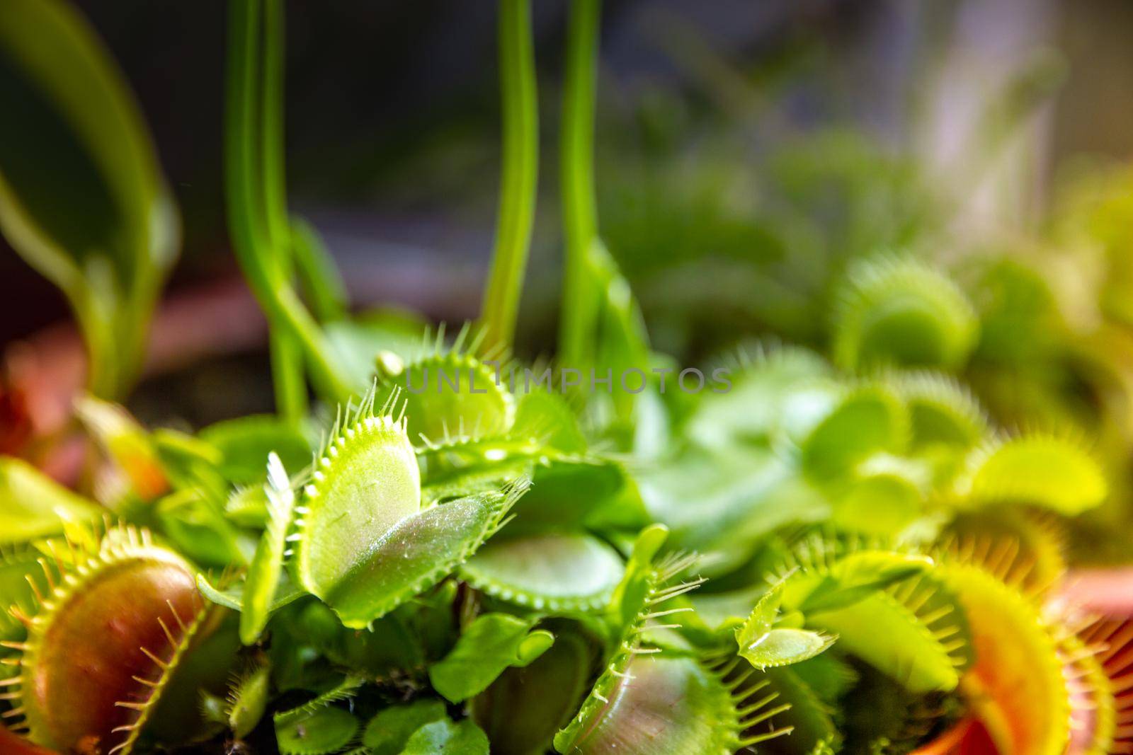 Venus flytrap carnivorous plant close-up view by daboost