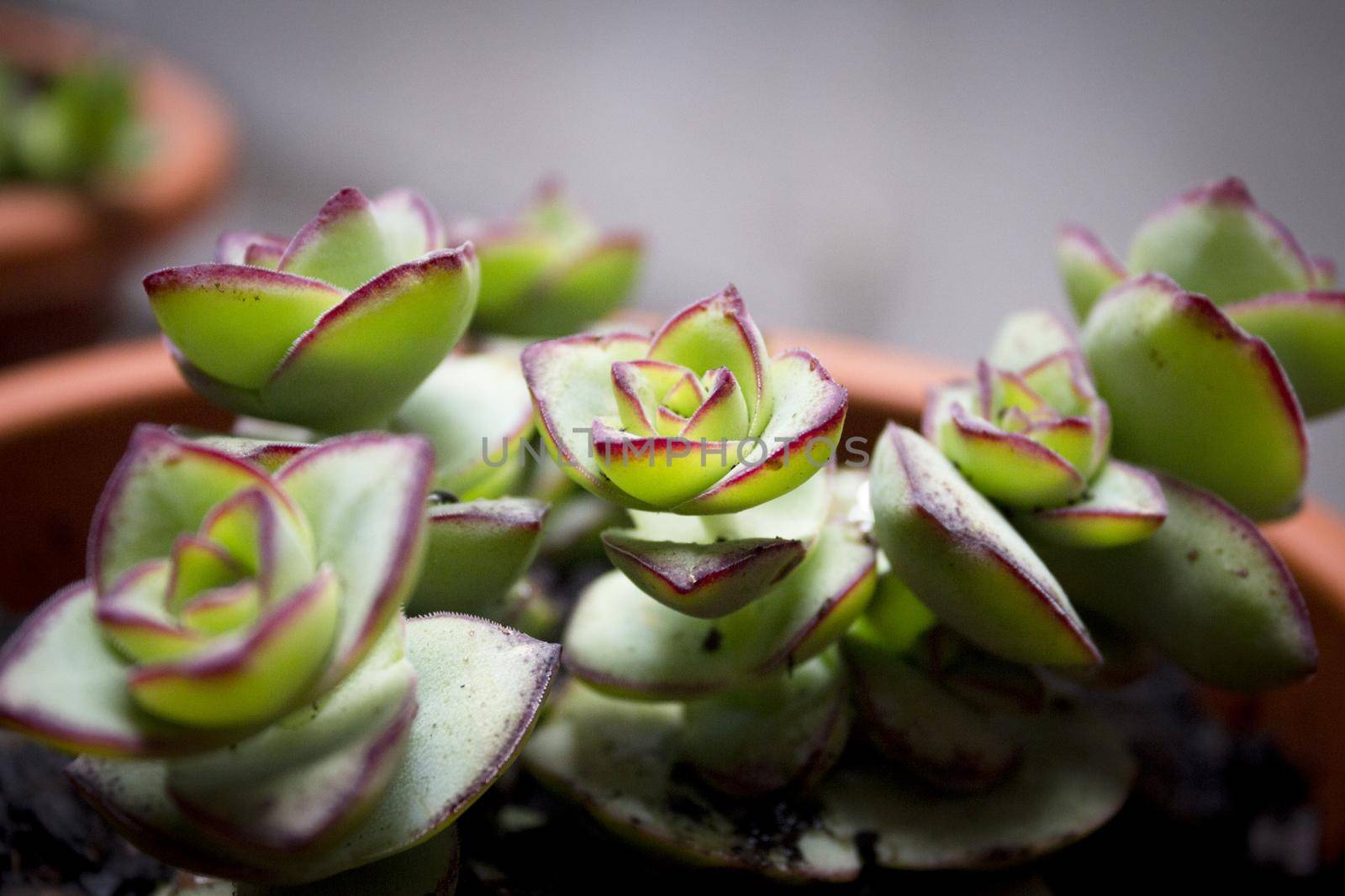 Succulent plant with rose shaped ramifications. Green an red color