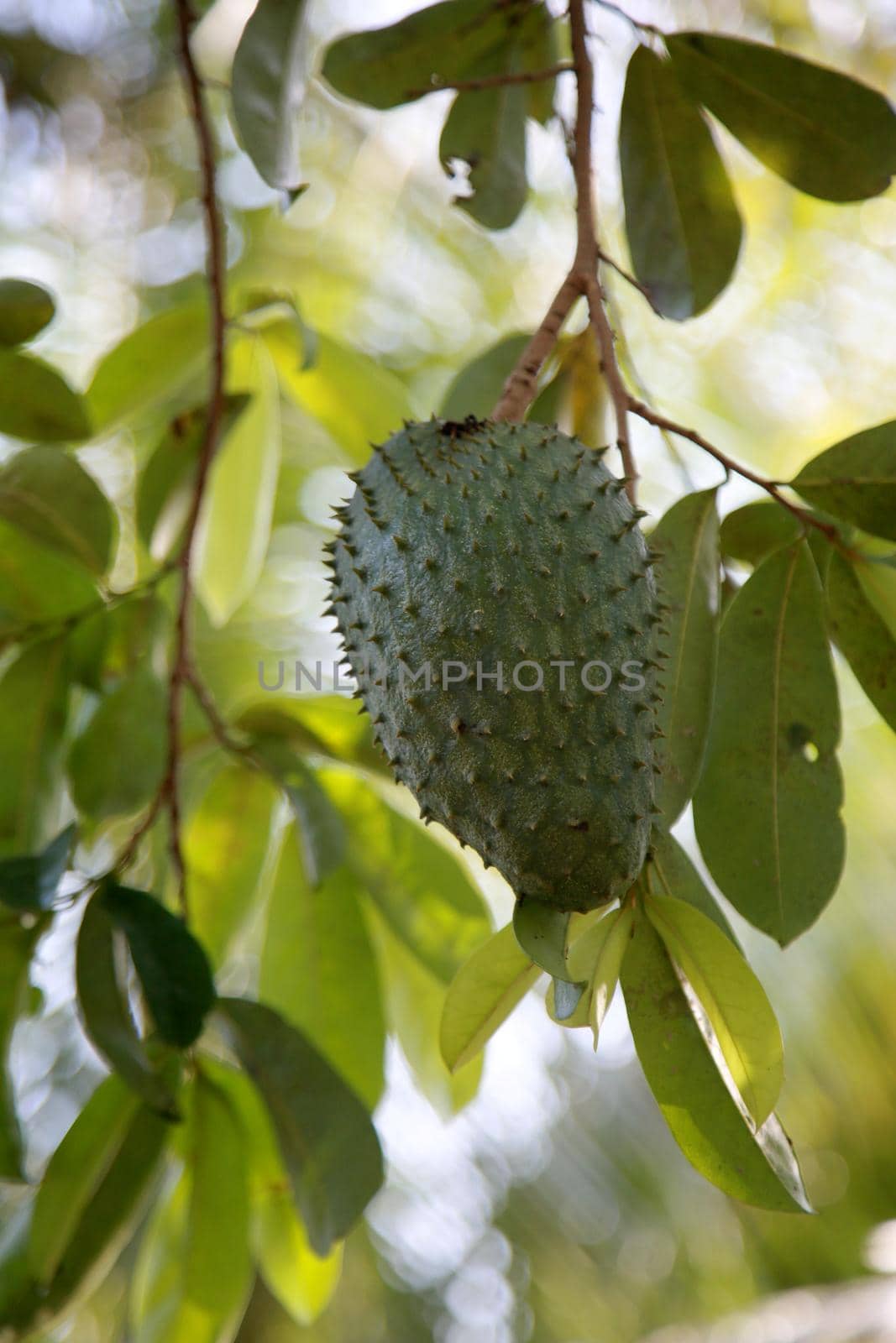 soursop plantation in bahia by joasouza