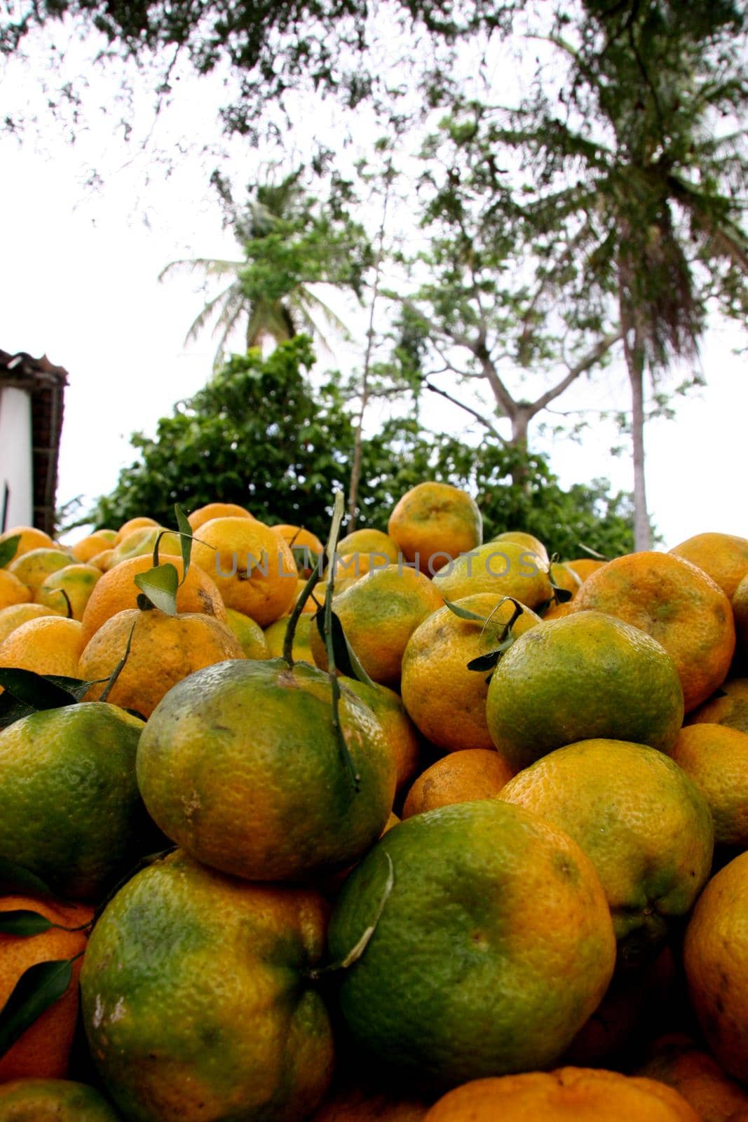 santo antonio de jesus, bahia / brazil - november 20, 2007: tangerine harvest in the city of Santo Antonio de Jesus.