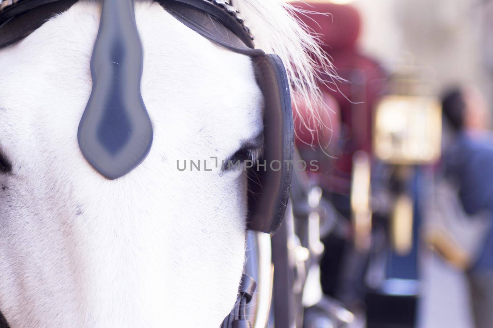 White horse used to pull a tourist cart. No people