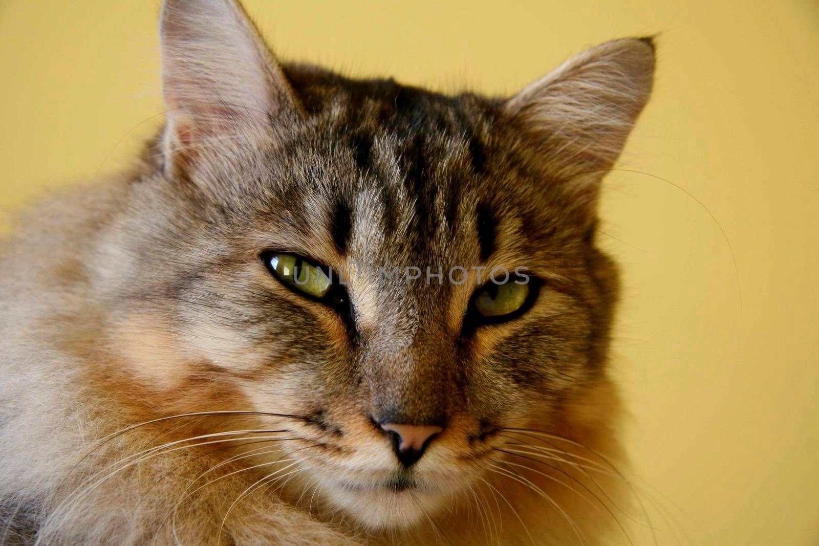 salvador, bahia / brazil - november 2, 2013: cat, pet is seen in residence in the city of Salvador.