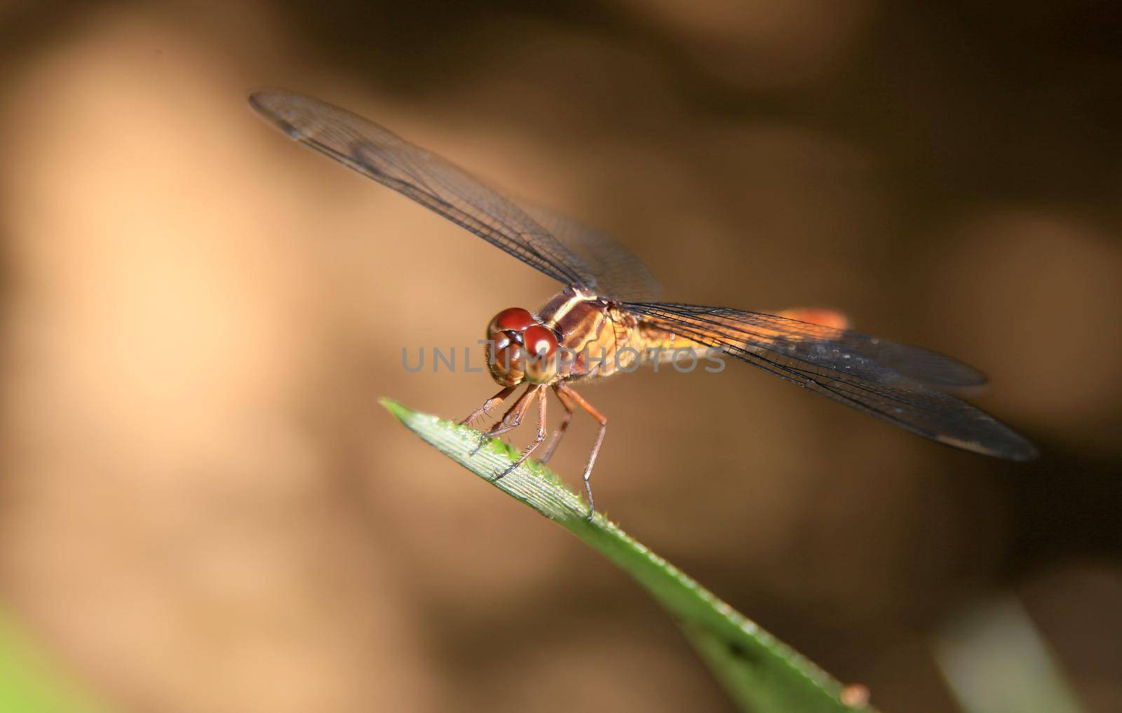 dragonfly insect perched in garden by joasouza