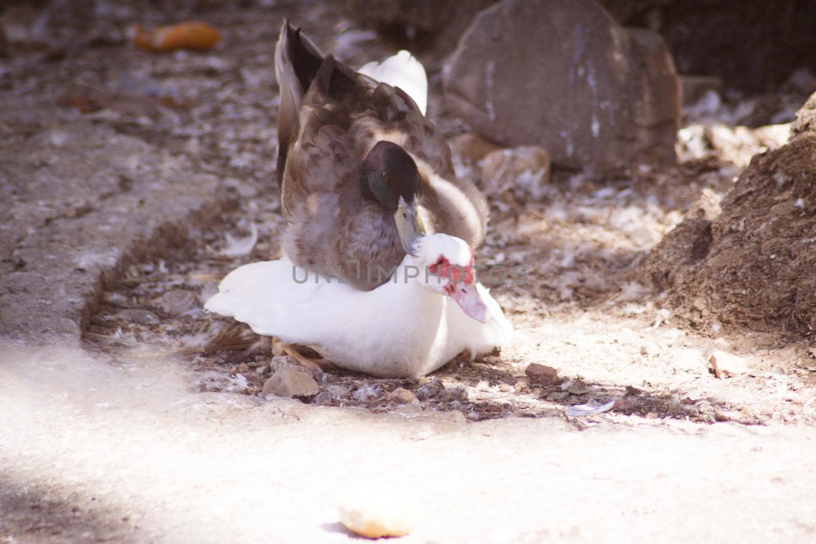 Duck living in an artificial city pond. No people