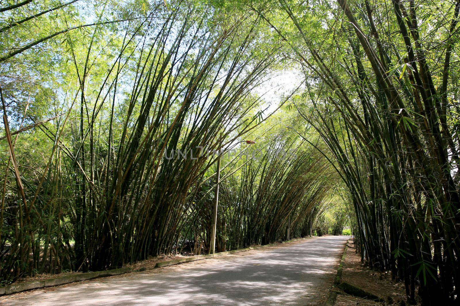 mata de sao joao, bahia / brazil - september 23, 2020: bamboos are seen at the entrance to the district of Sauipe in the municipality of Mata de Sao Joao.