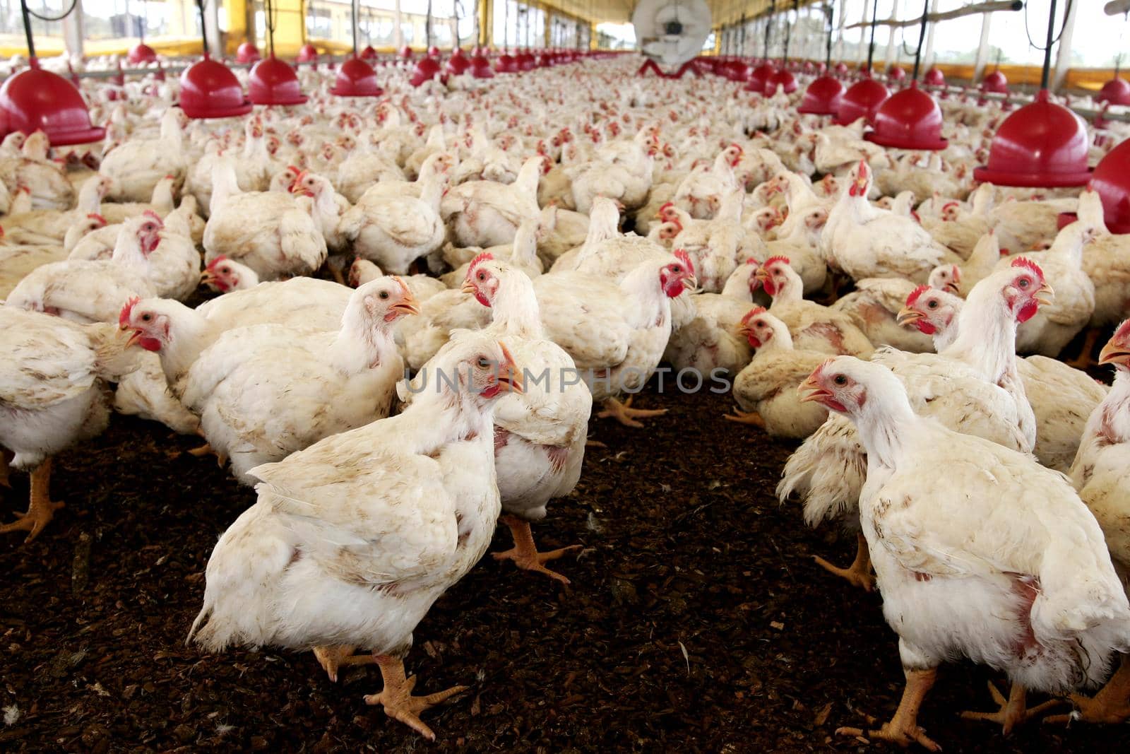 chicken farm in brazil by joasouza