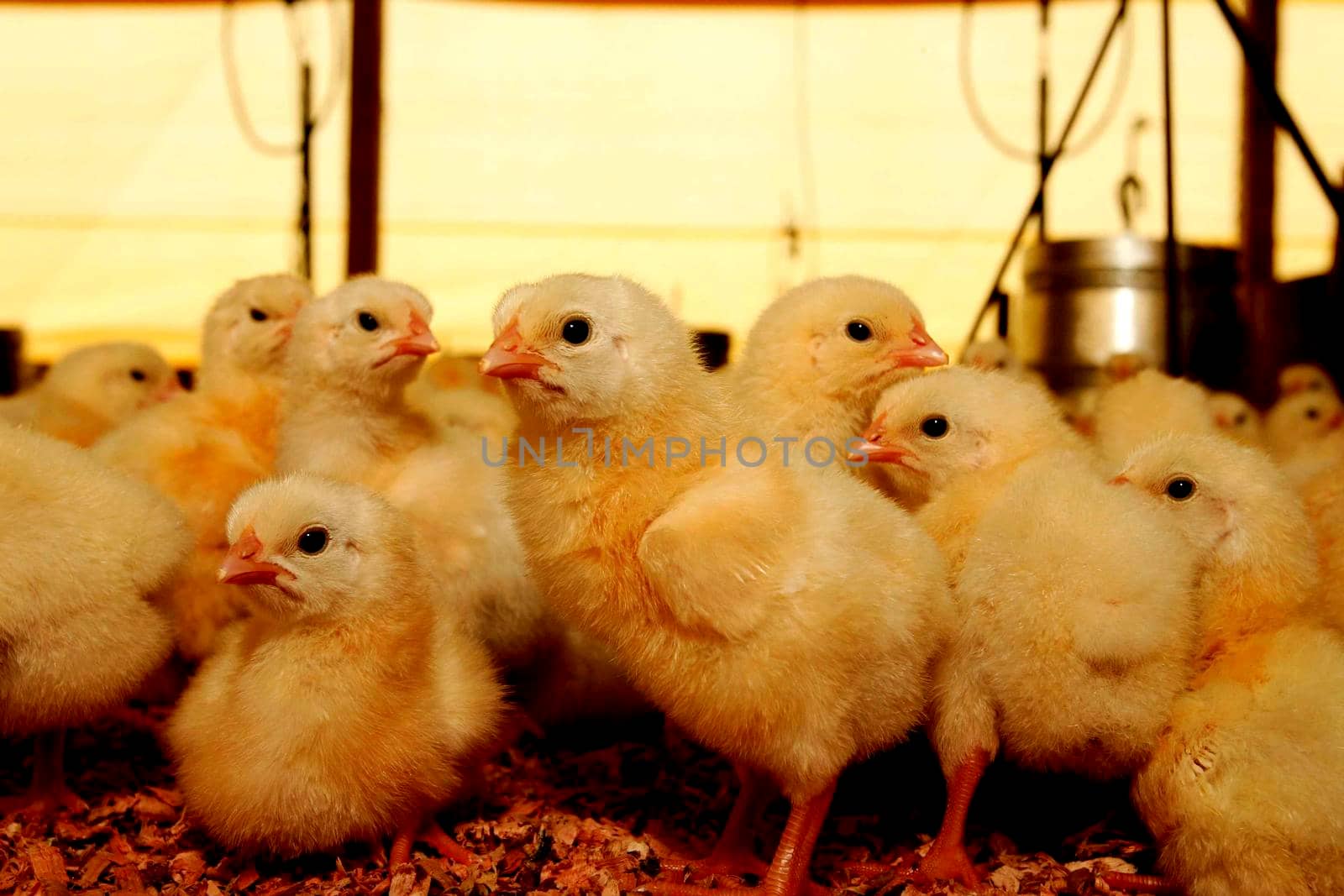 eunapolis, bahia / brazil - october 23, 2009: Raising chicken on a farm in the city of Eunapolis.




