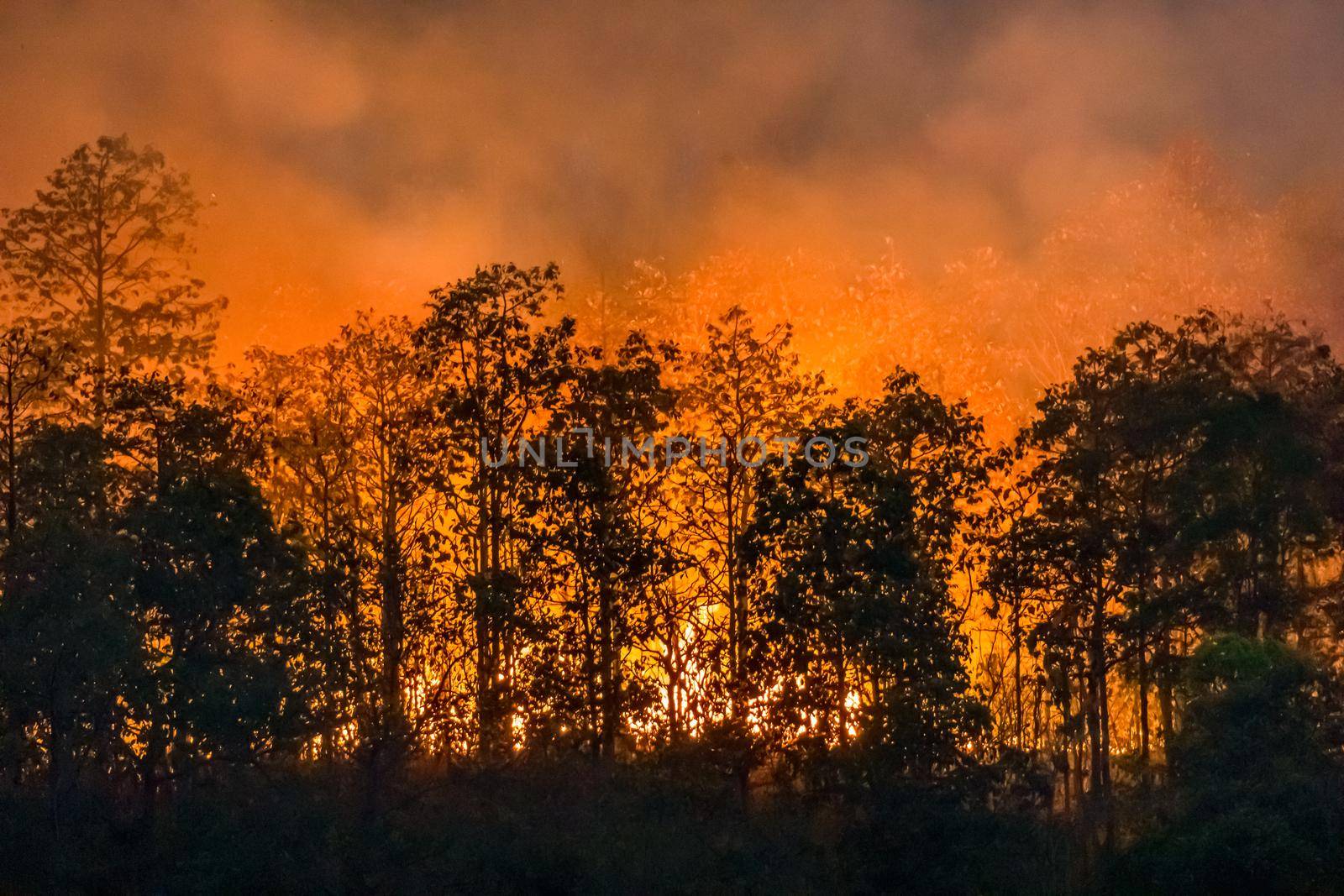 forest fire disaster is burning caused by human