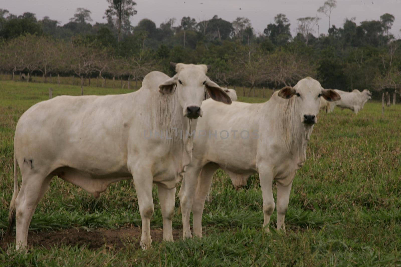 itabela, bahia / brazil - october 19, 2010: breeding of Nelore cattle on a farm in the city of itabela, in southern Bahia.

