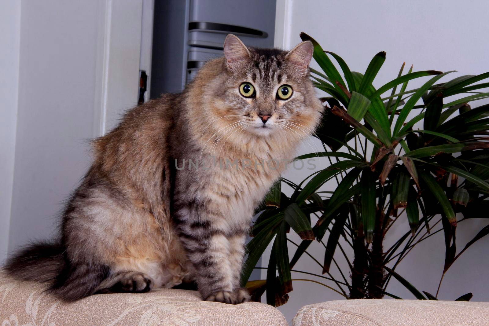 cat pet in residence by joasouza