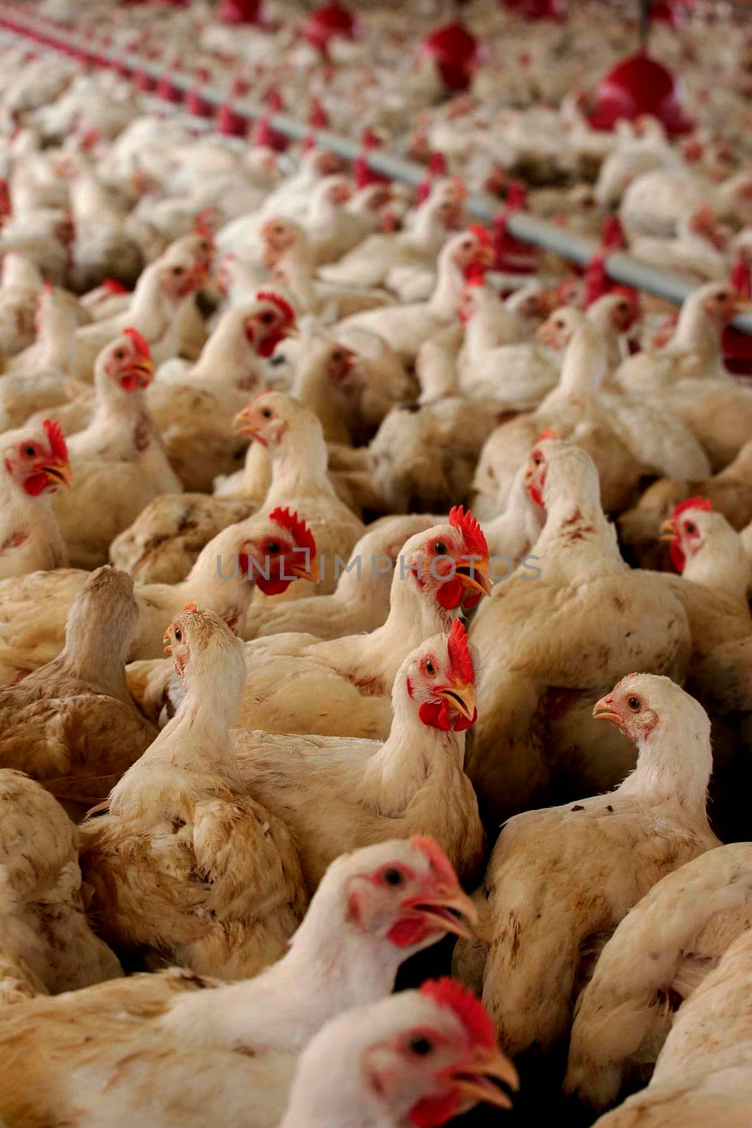 eunapolis, bahia / brazil - october 23, 2009: Raising chicken on a farm in the city of Eunapolis.




