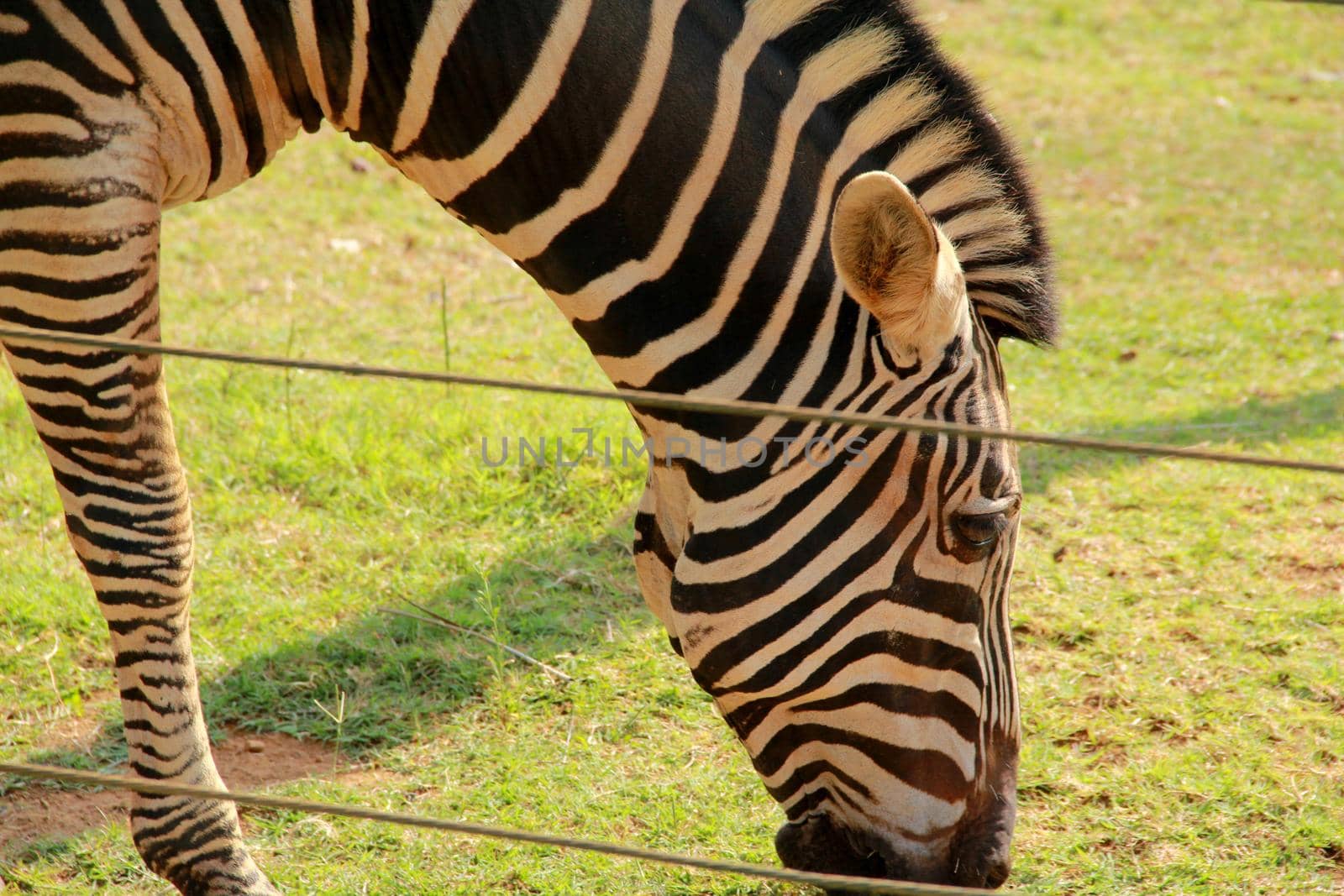 salvador, bahia / brazil - september 22, 2012: zebra is seen in a zoo in the city of Salvador.

