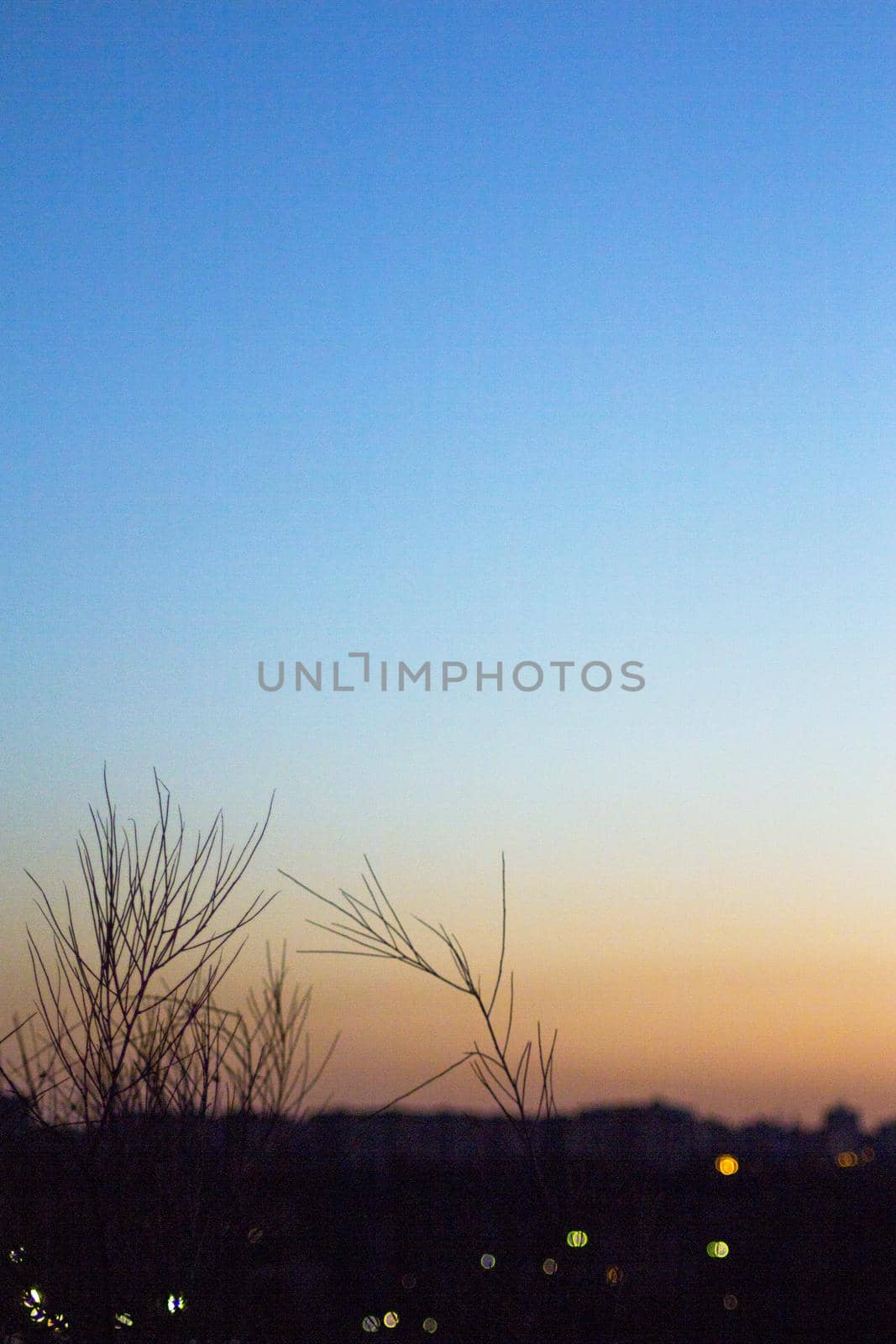 Sunset landscape with tree branches in silhouettes. Feeling of peace and tranquility