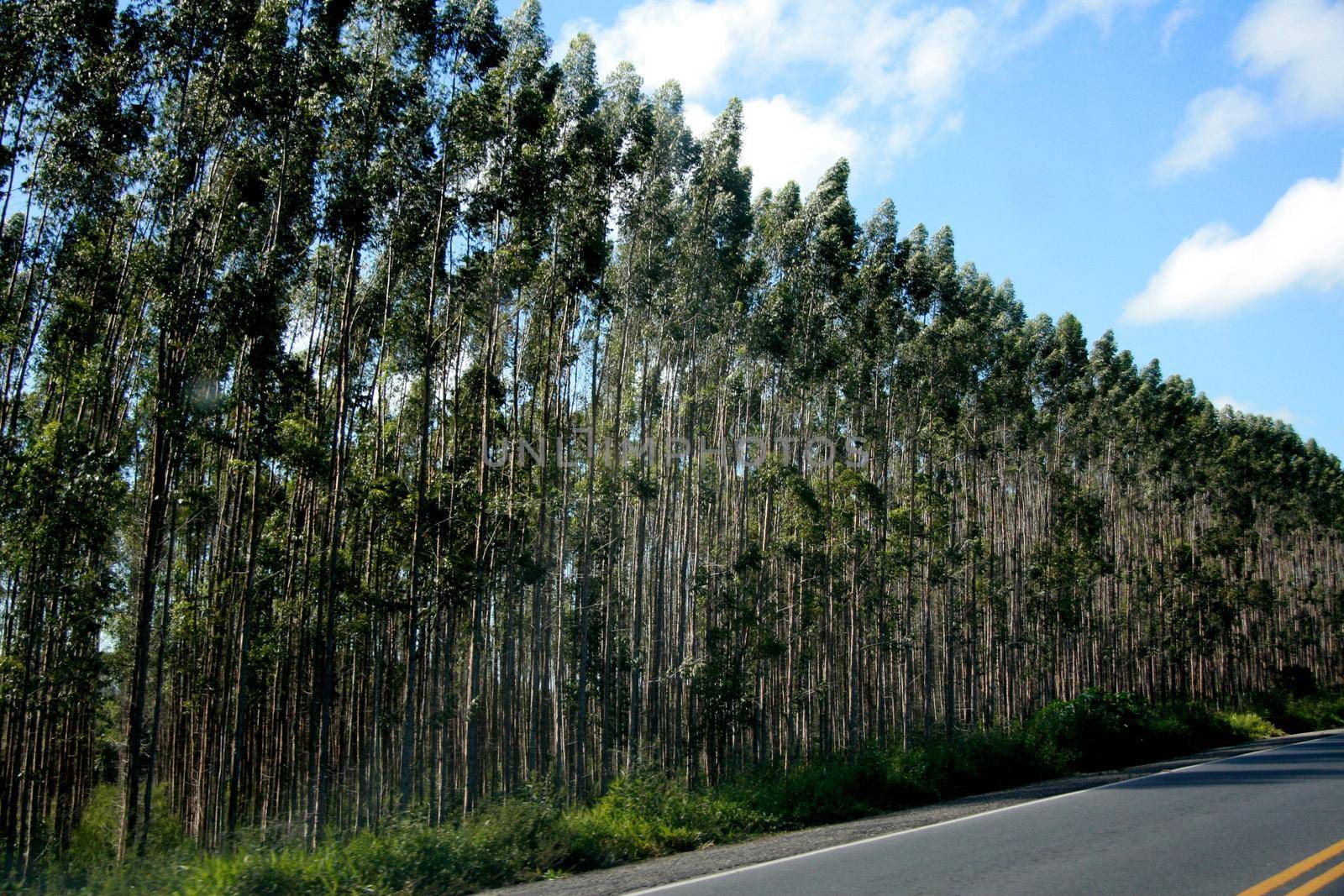 itabela, bahia / brazil - july 24, 2008: planting of eucalyptus trees in the municipality of Itabela.
