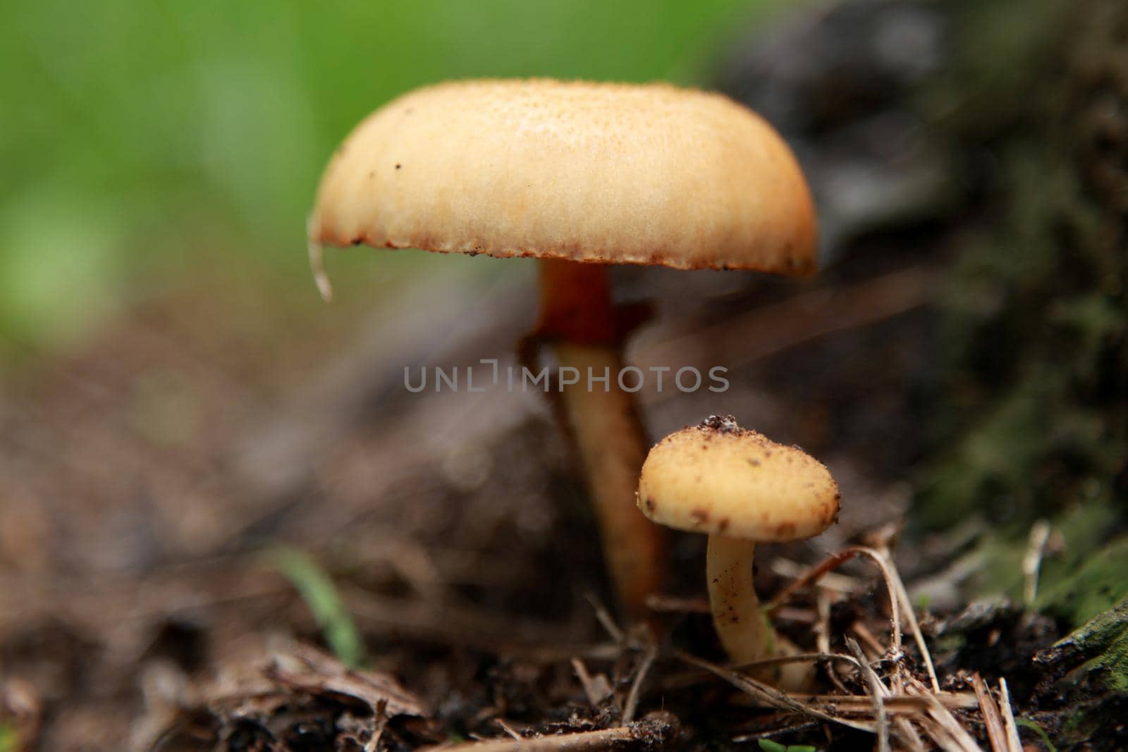 salvador, bahia / brazil - february 18, 2015: Mushroom fungus is seen in a garden in the city of Salvador.
