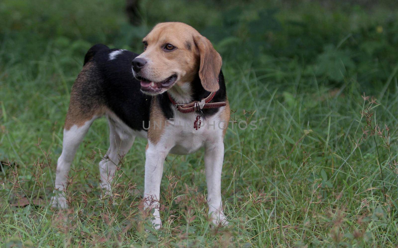 conde, bahia / brazil - december 23, 2013: Beagle dog breed is seen in the backyard of home in Conde city. Midsize and docile animal, commonly used in research.

